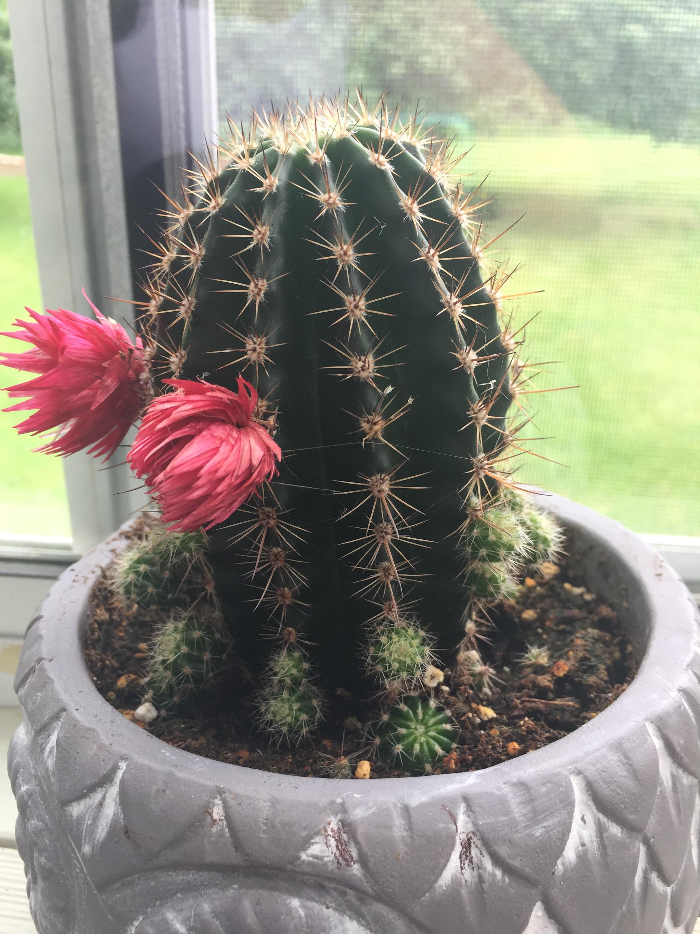 What are these balls growing all over my cactus? r/succulents