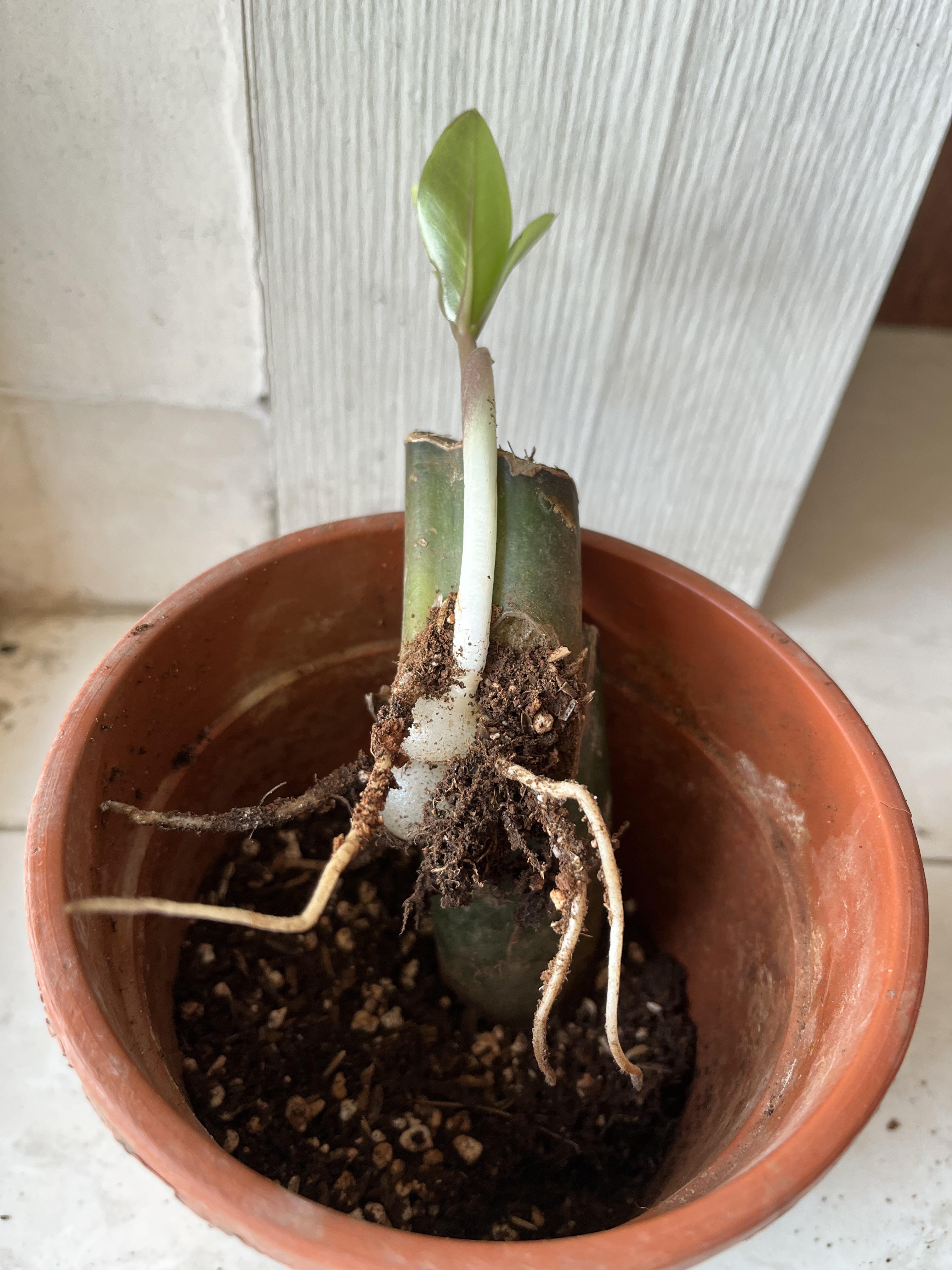 Zz plant new growth houseplants