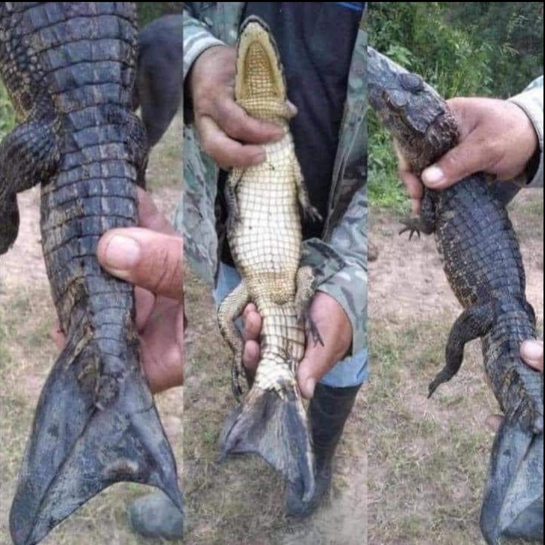 Mutation in a crocodile. r/interestingasfuck