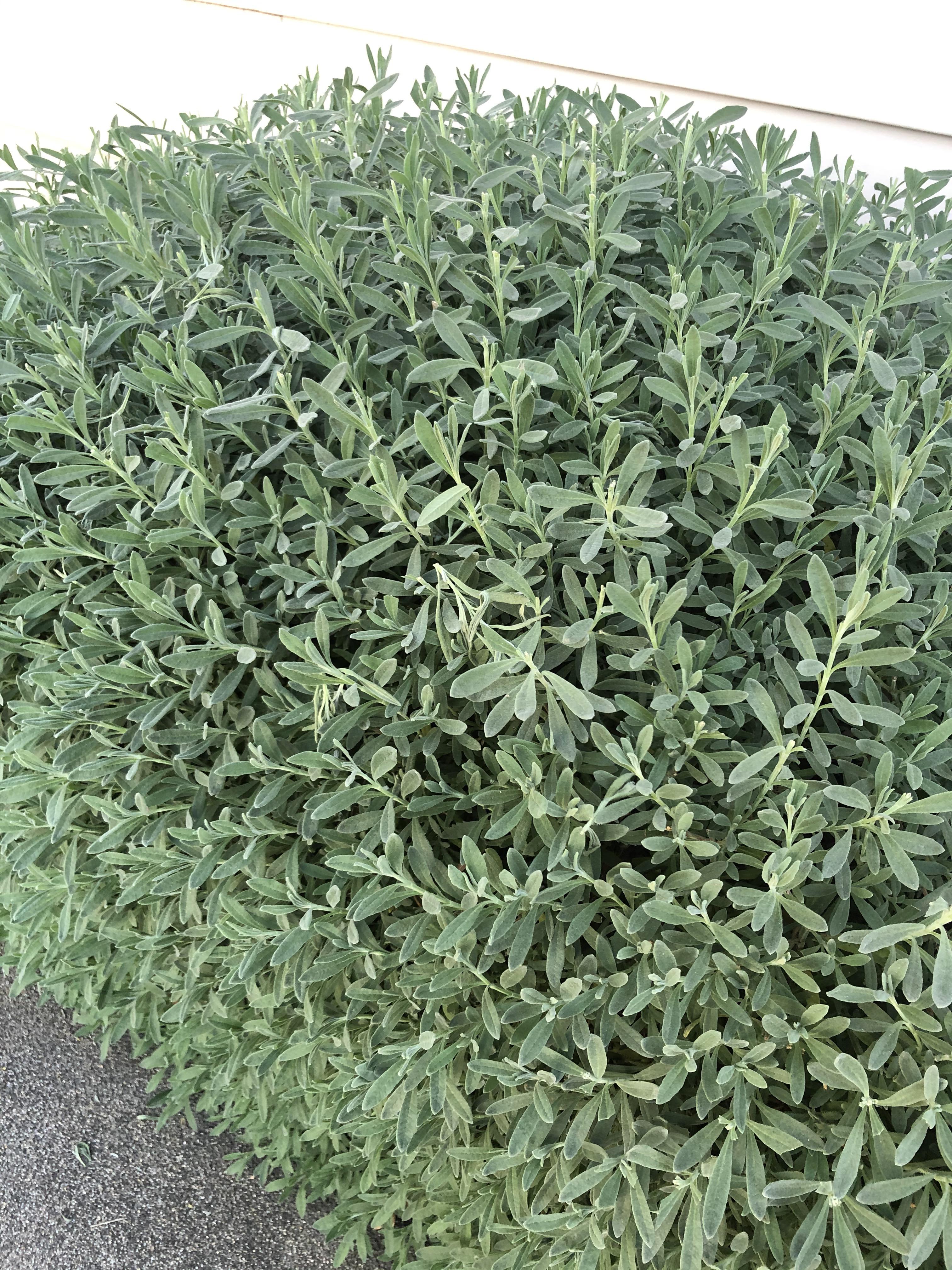 smells similar to eucalyptus, with sweet minty and chamomile notes. or