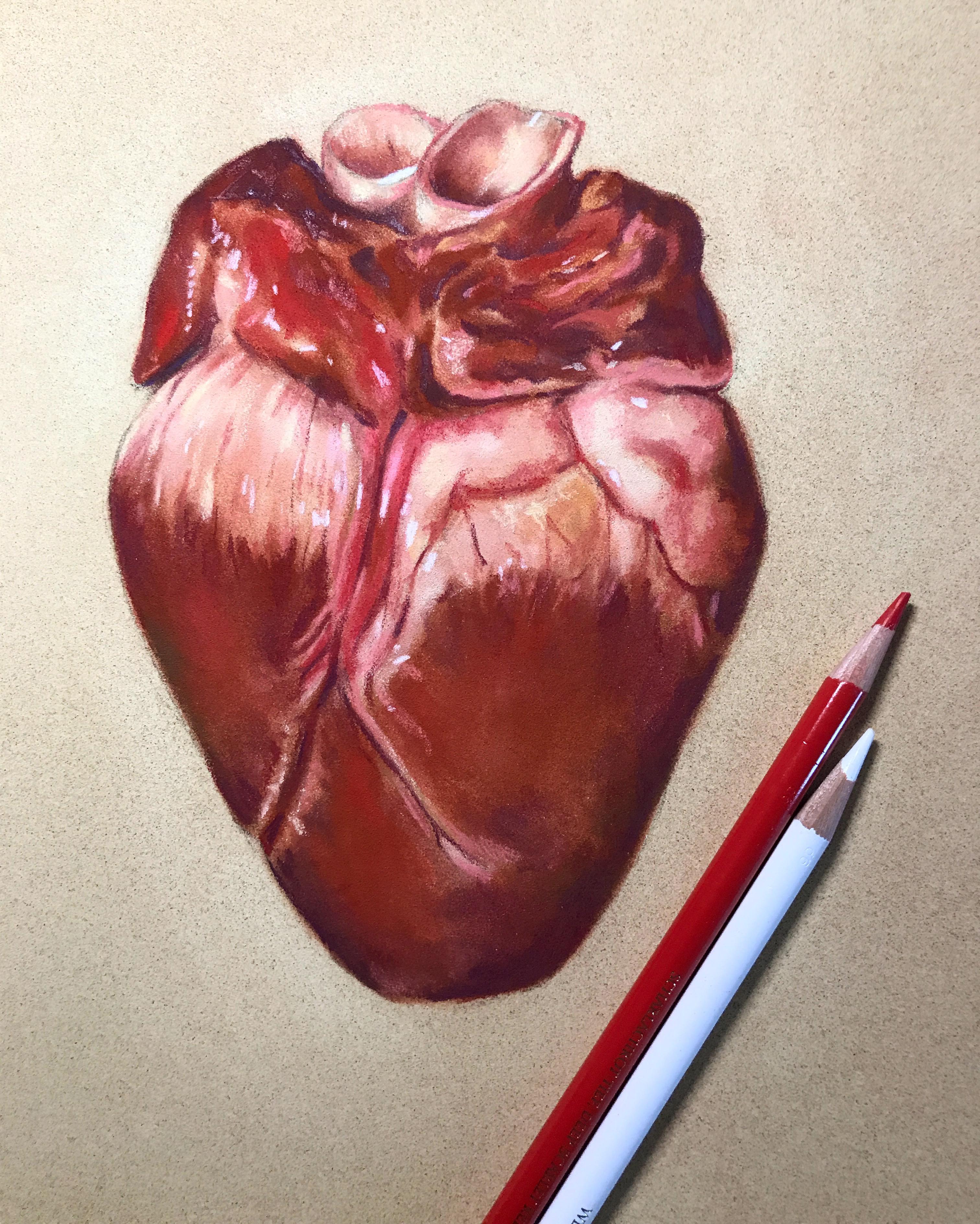 Pig heart, pastel & colored Pencil on card r/drawing