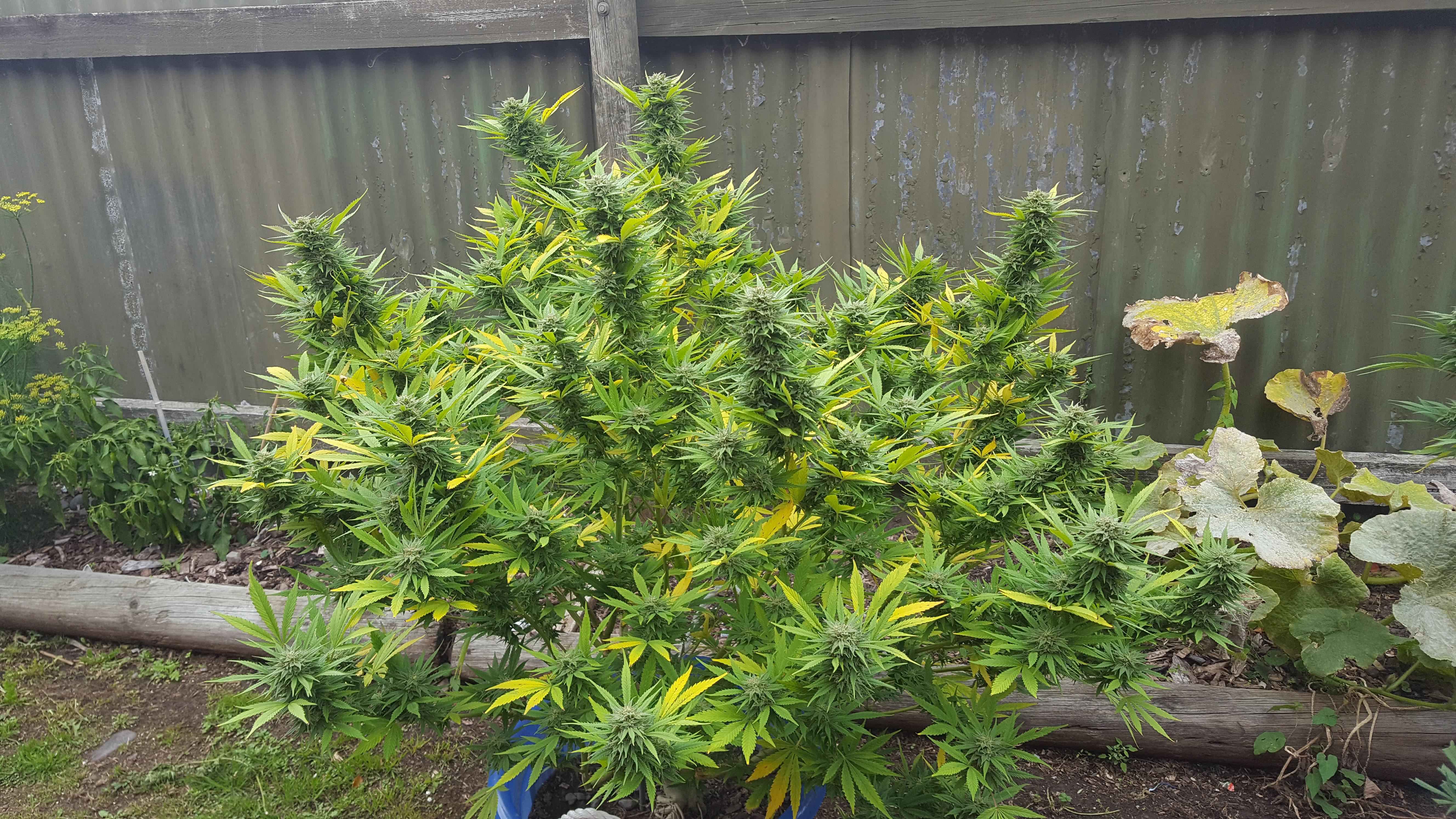 Durban poison outdoor grow microgrowery