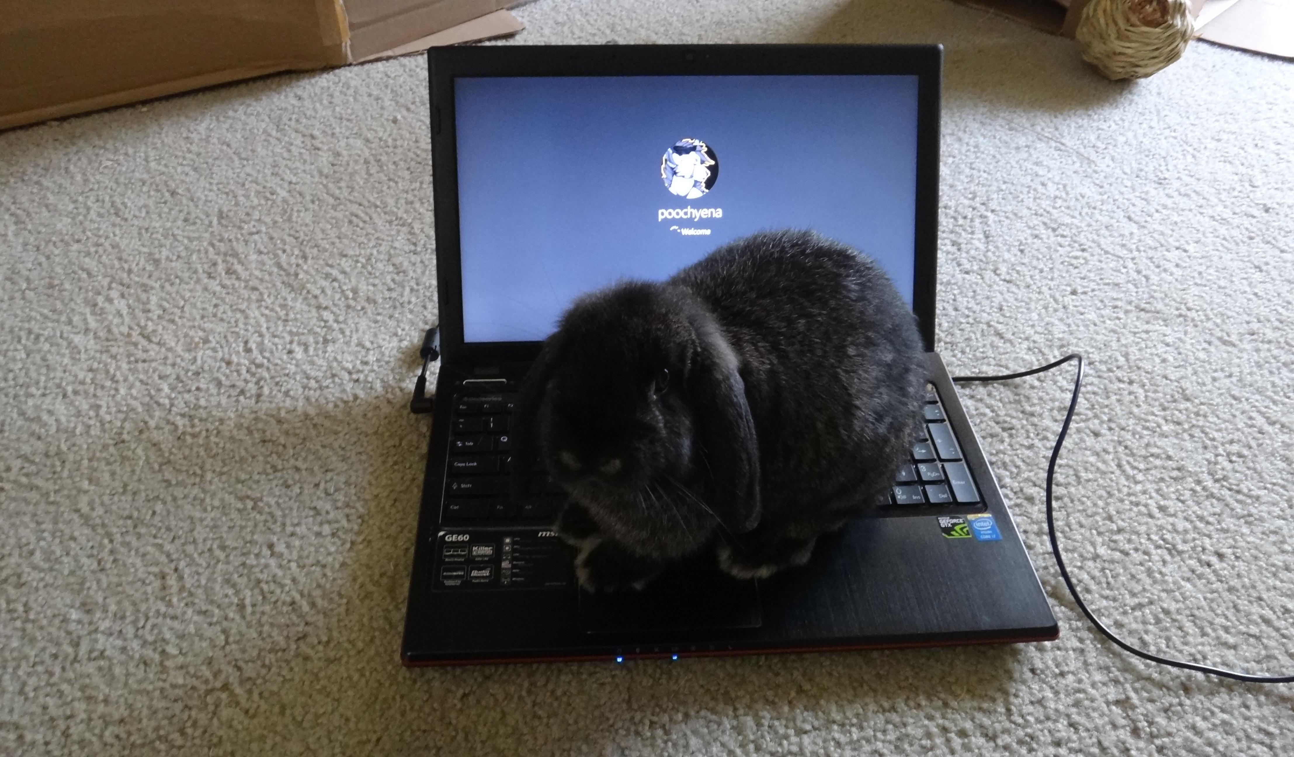 My cat also likes to sit on my warm laptop. r/pcmasterrace