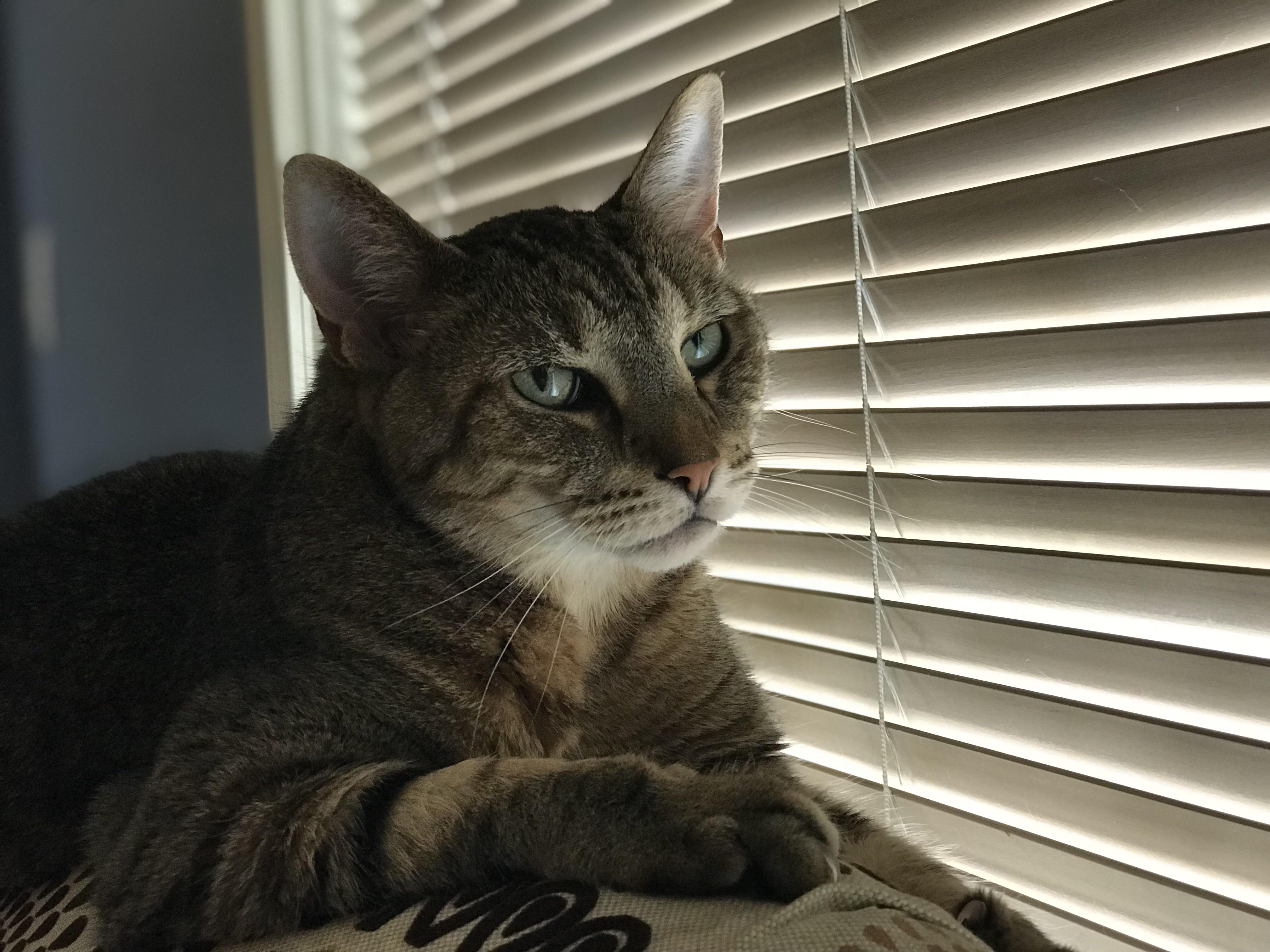 13 years strong and I love him more and more every day r/cats