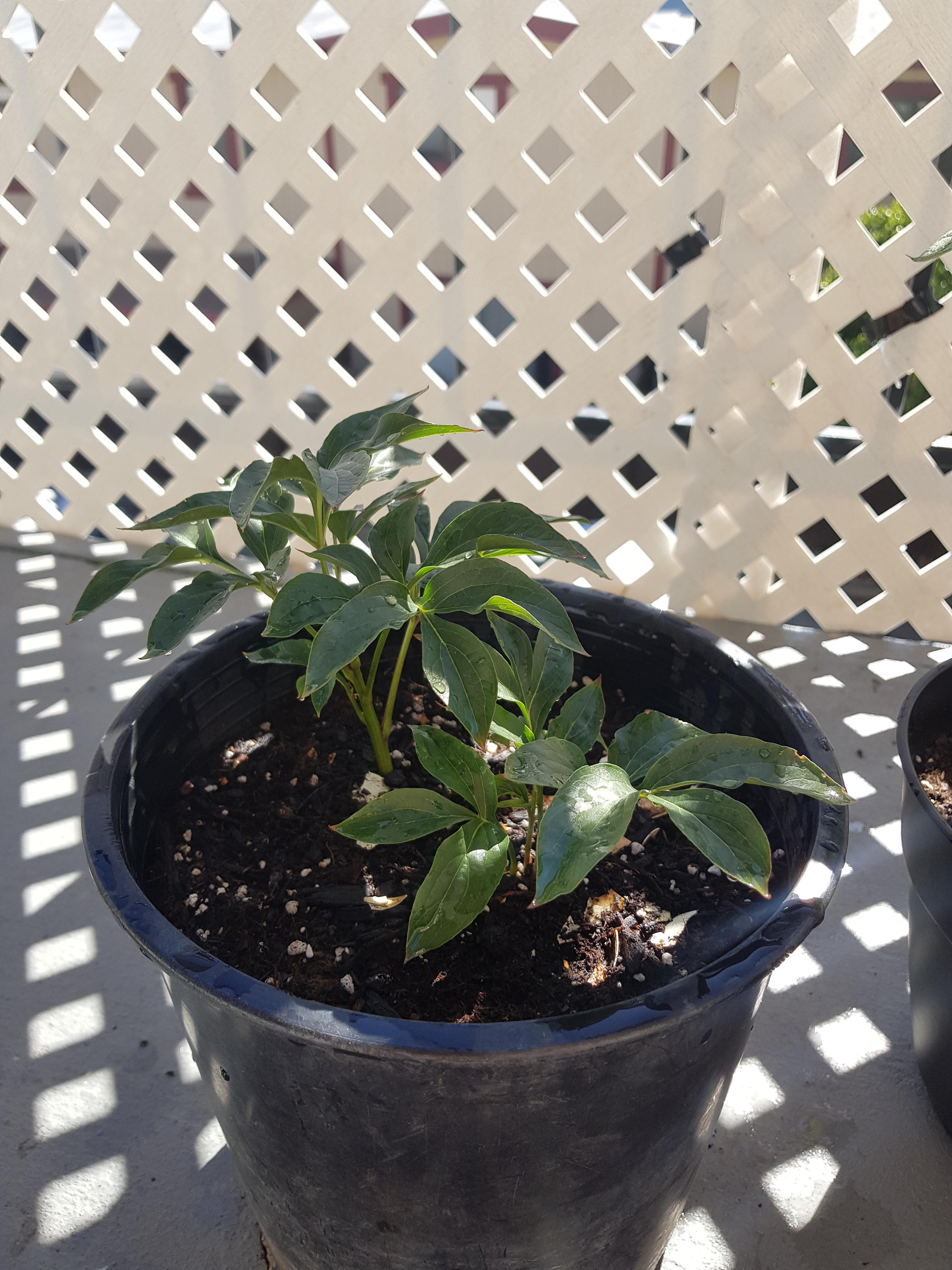 Help! Is my peony dying? I planted this early February and it seems she