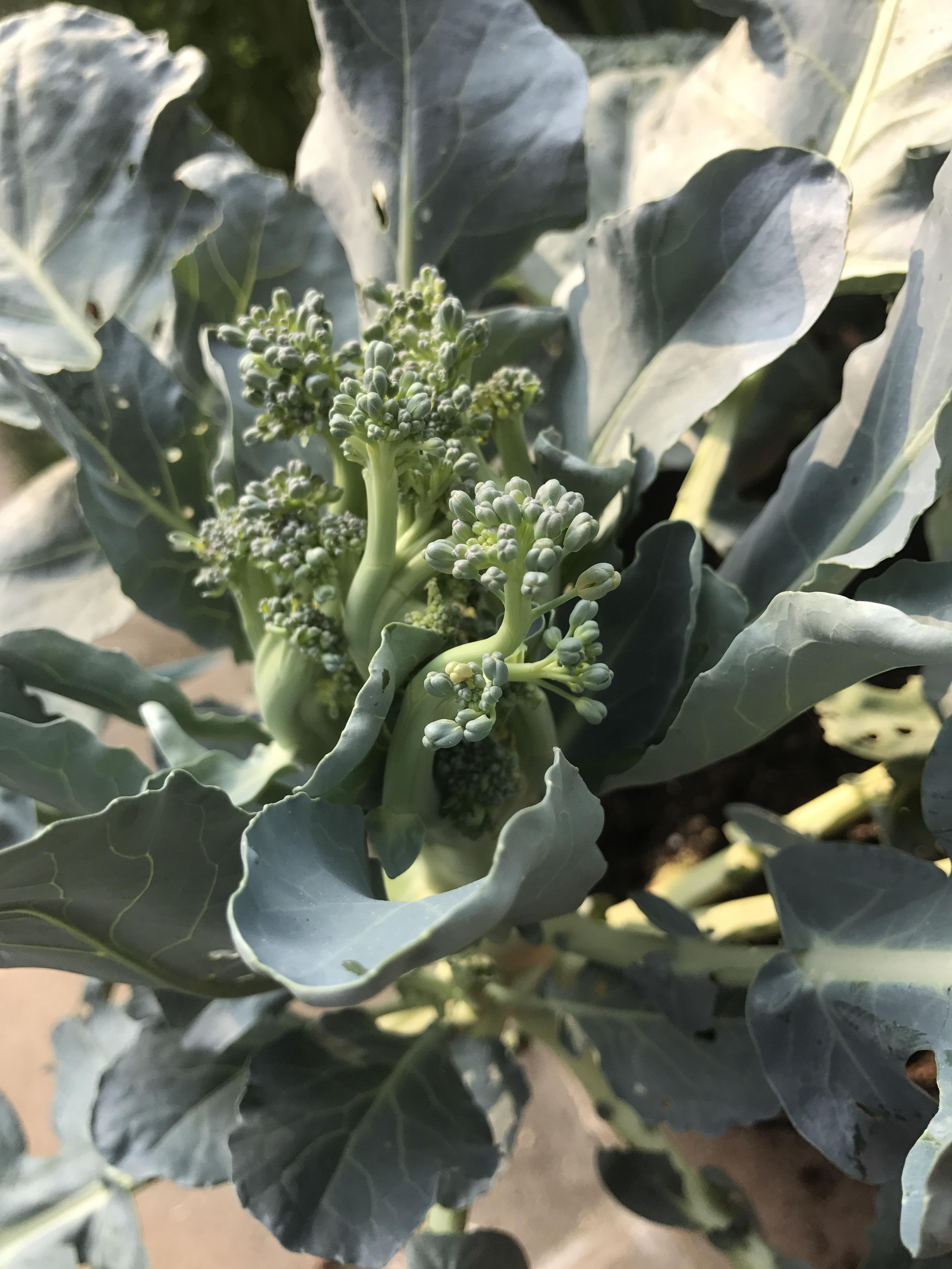 Strange mutant broccoli? How am I failing this plant? r/gardening