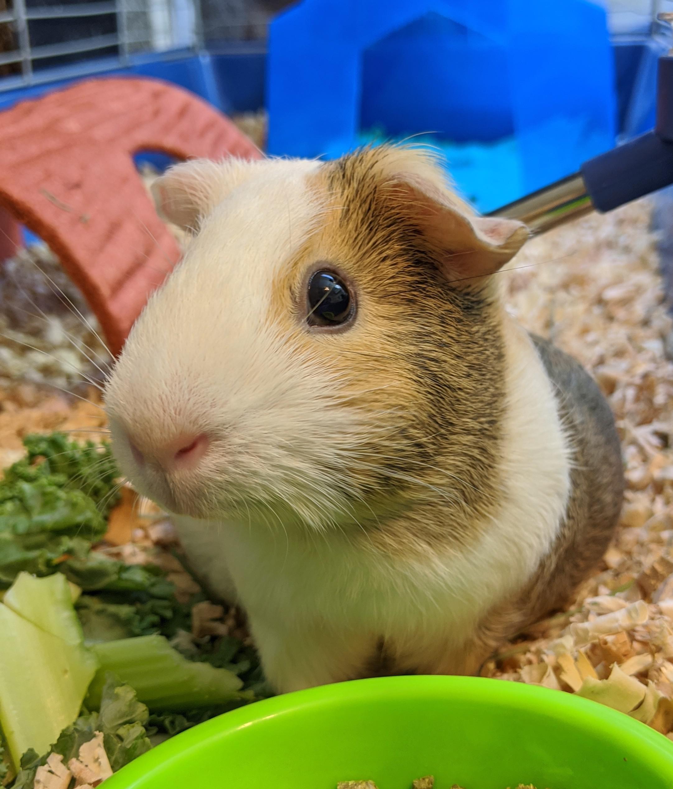 Why Are Guinea Pigs So Cute! r/guineapigs