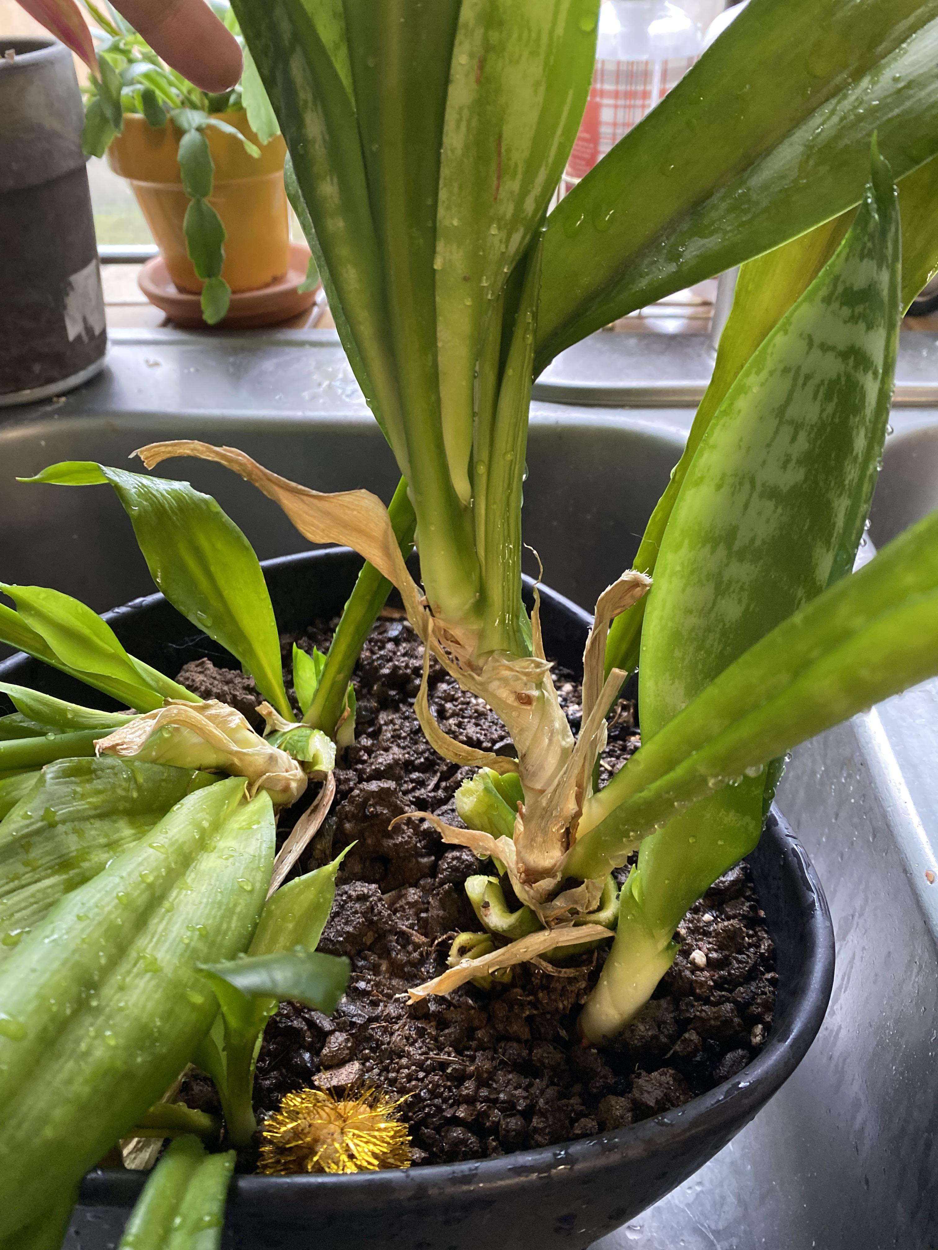 Snake plant is growing longer ‘stem’ away from the ground, with leaves