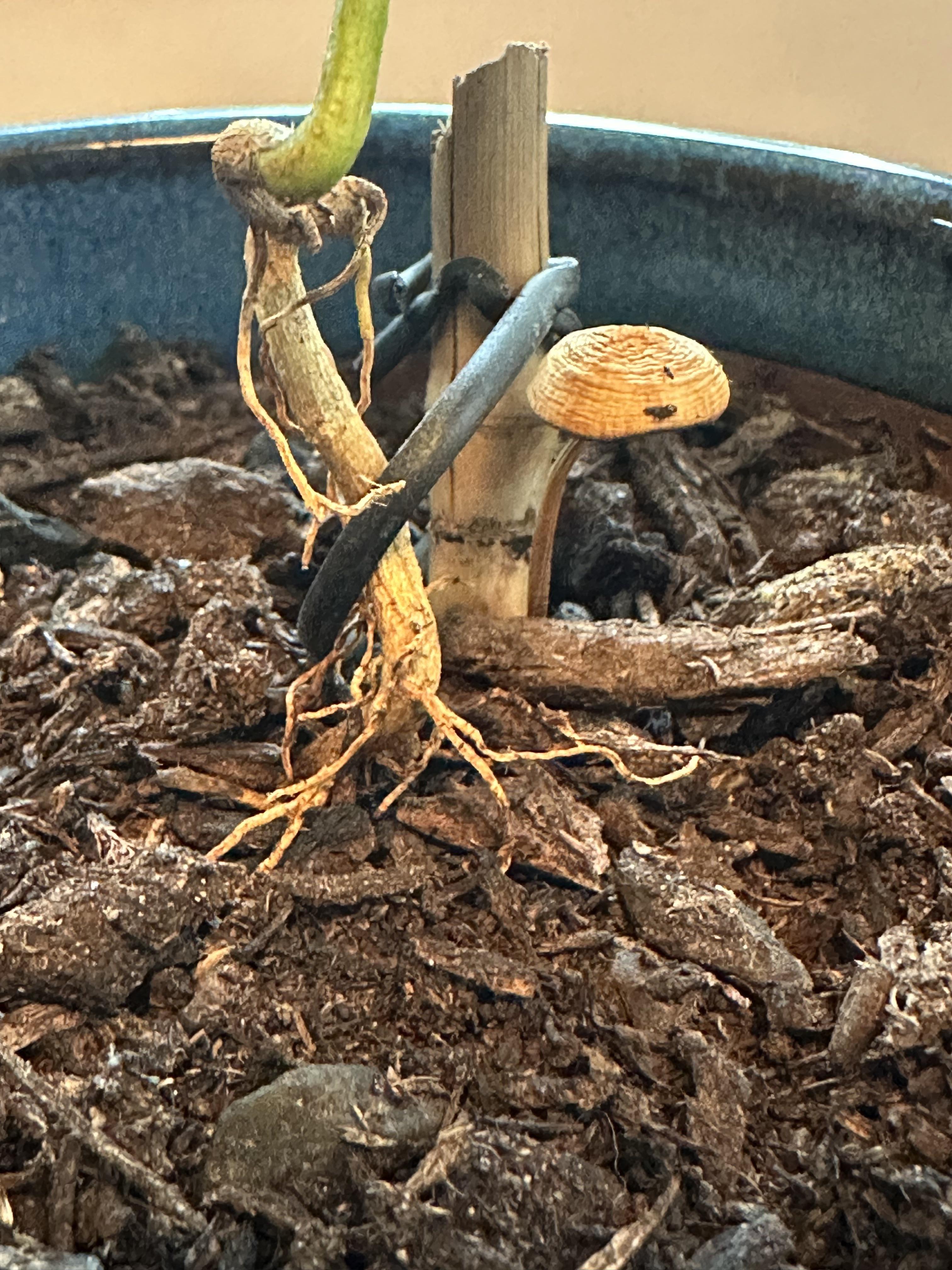 This is growing next to my citrus plant (Pacific Northwest USA) r