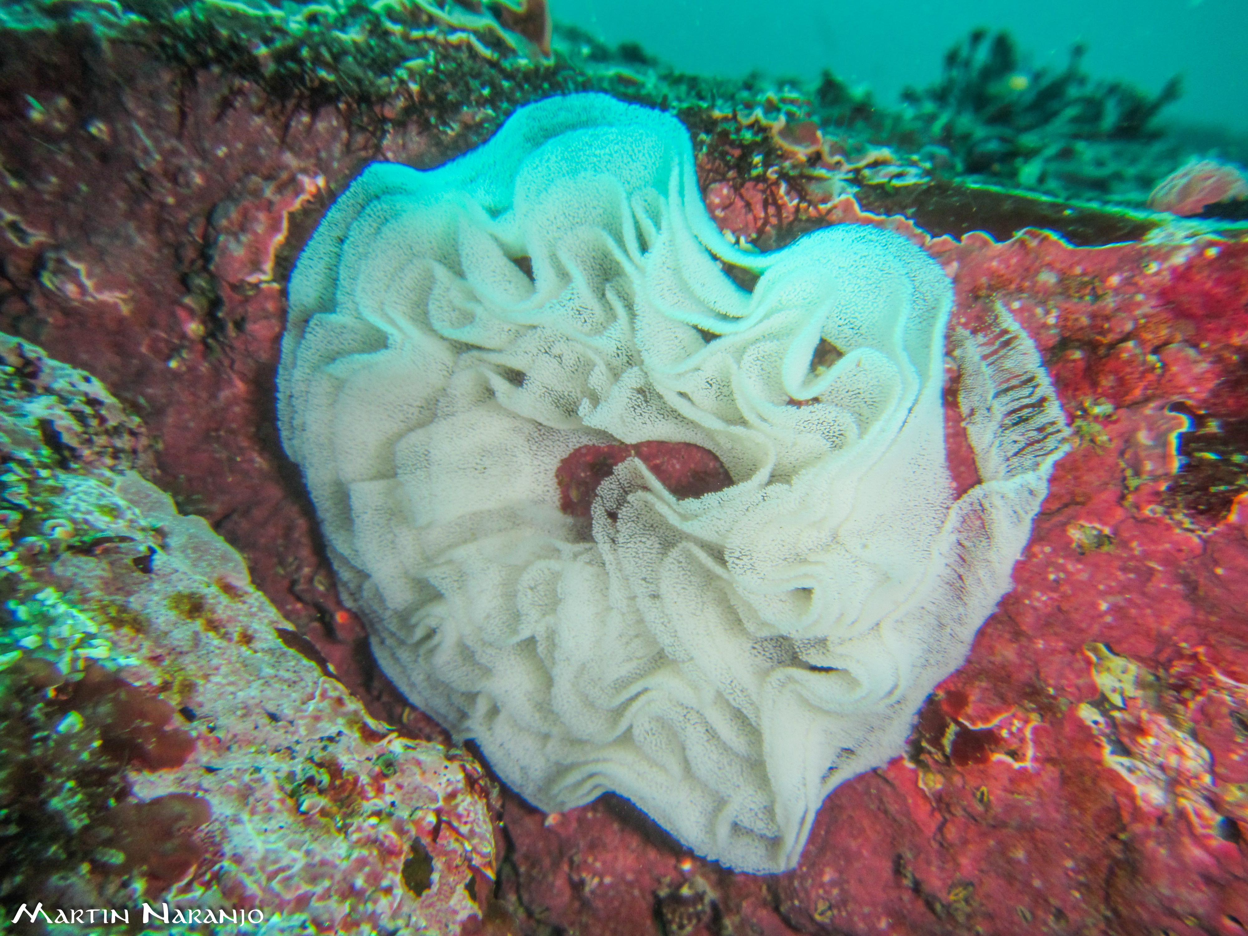 What would this thing be? Only one I've ever seen [about 10m deep] scuba