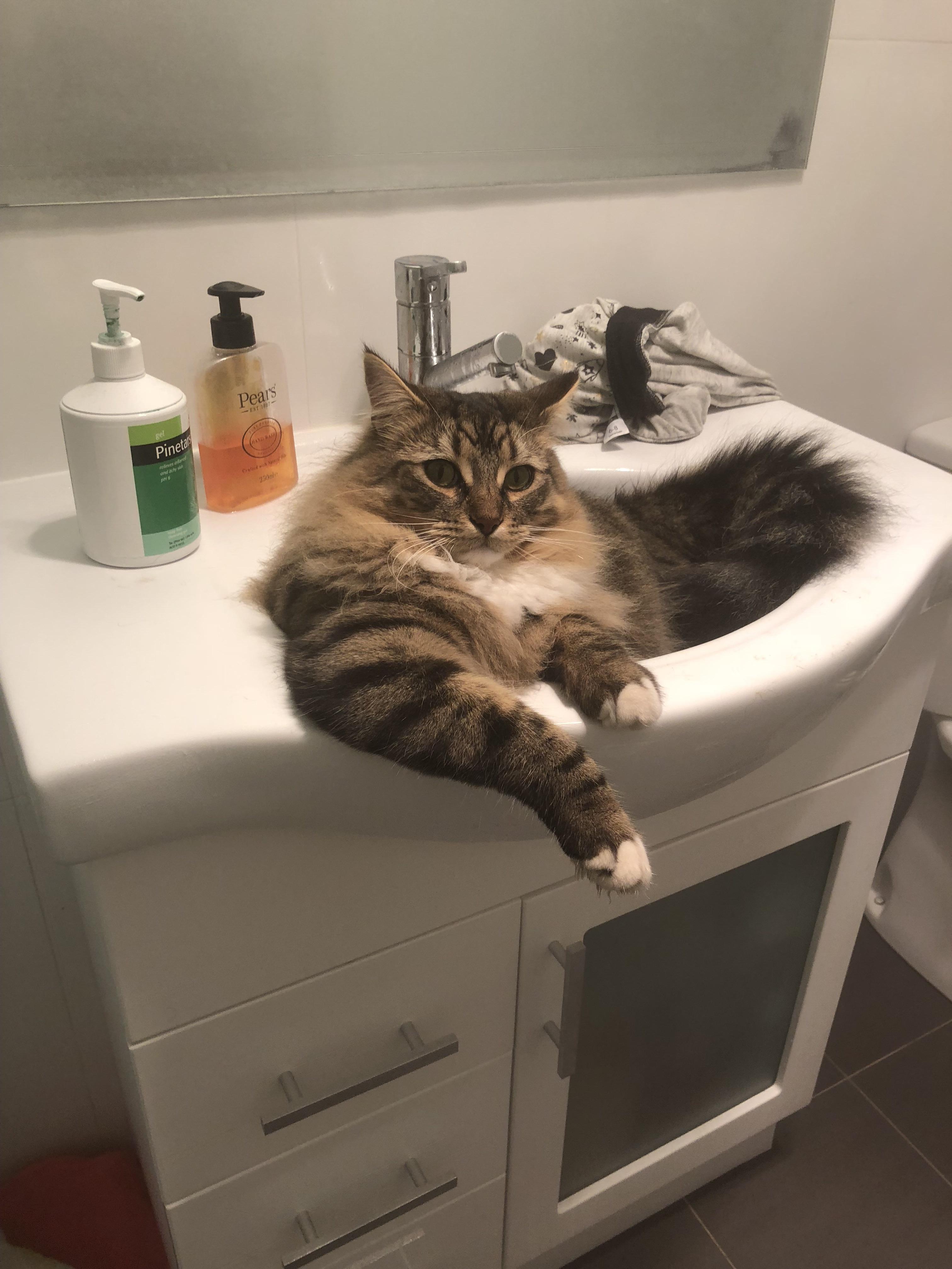 Always comes in a watches people shower, here. r/CatsInSinks
