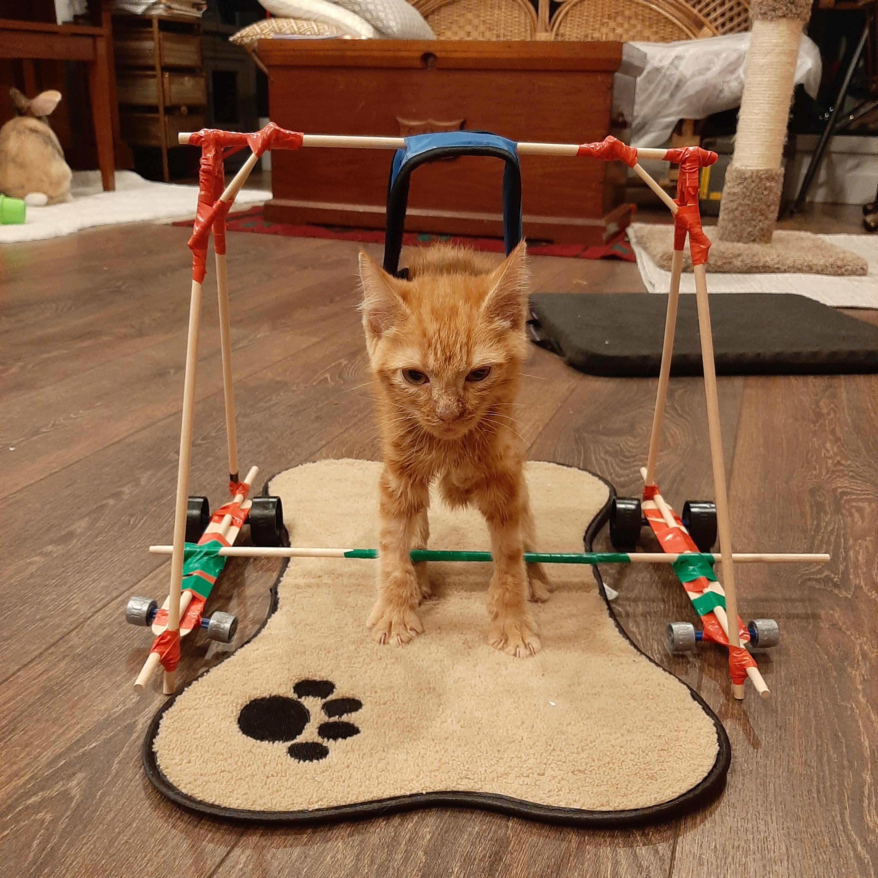 This is my foster kitten Butters. He has cerebellar hypoplasia and