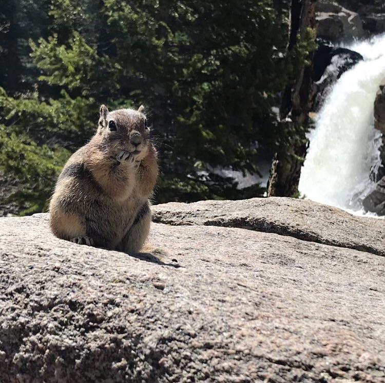 Cute Animals This squirrel my friend photographed in Colorado
