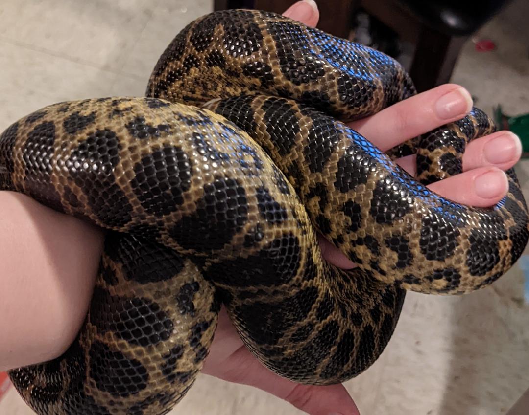Freshly shed yellow anaconda scales ( r/snakes