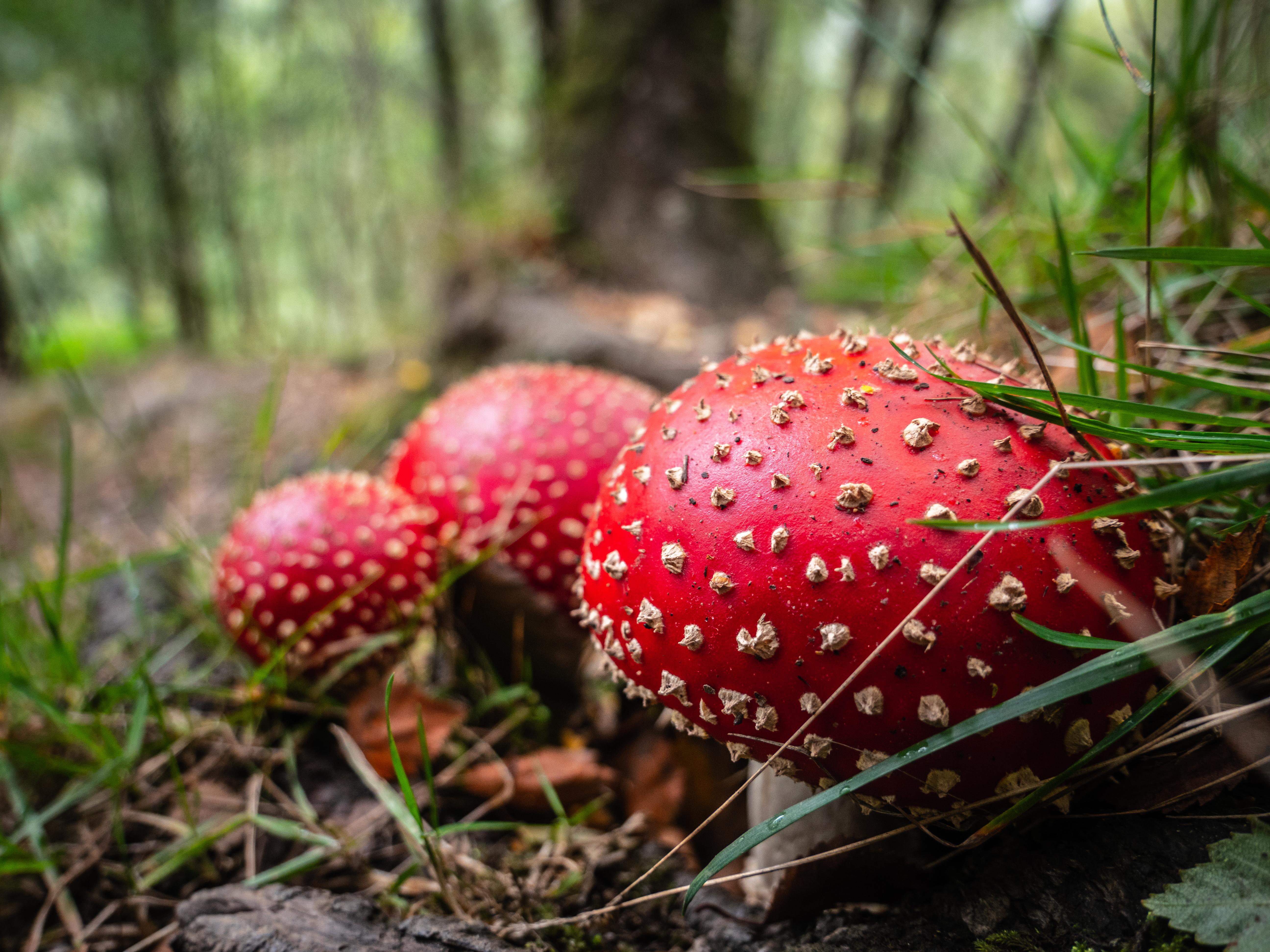 ITAP of some red mushrooms r/itookapicture