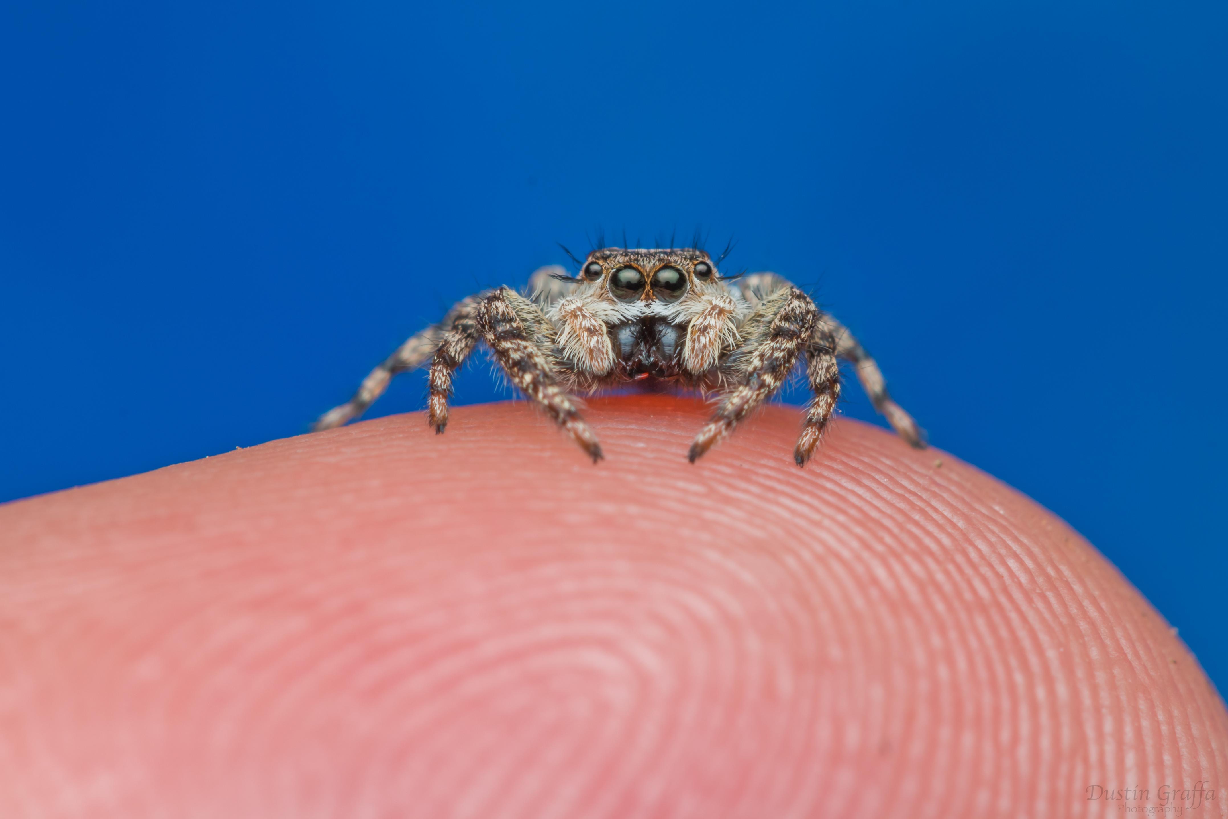4310×2873 Platycryptus undatus/Tan Jumping Spider On