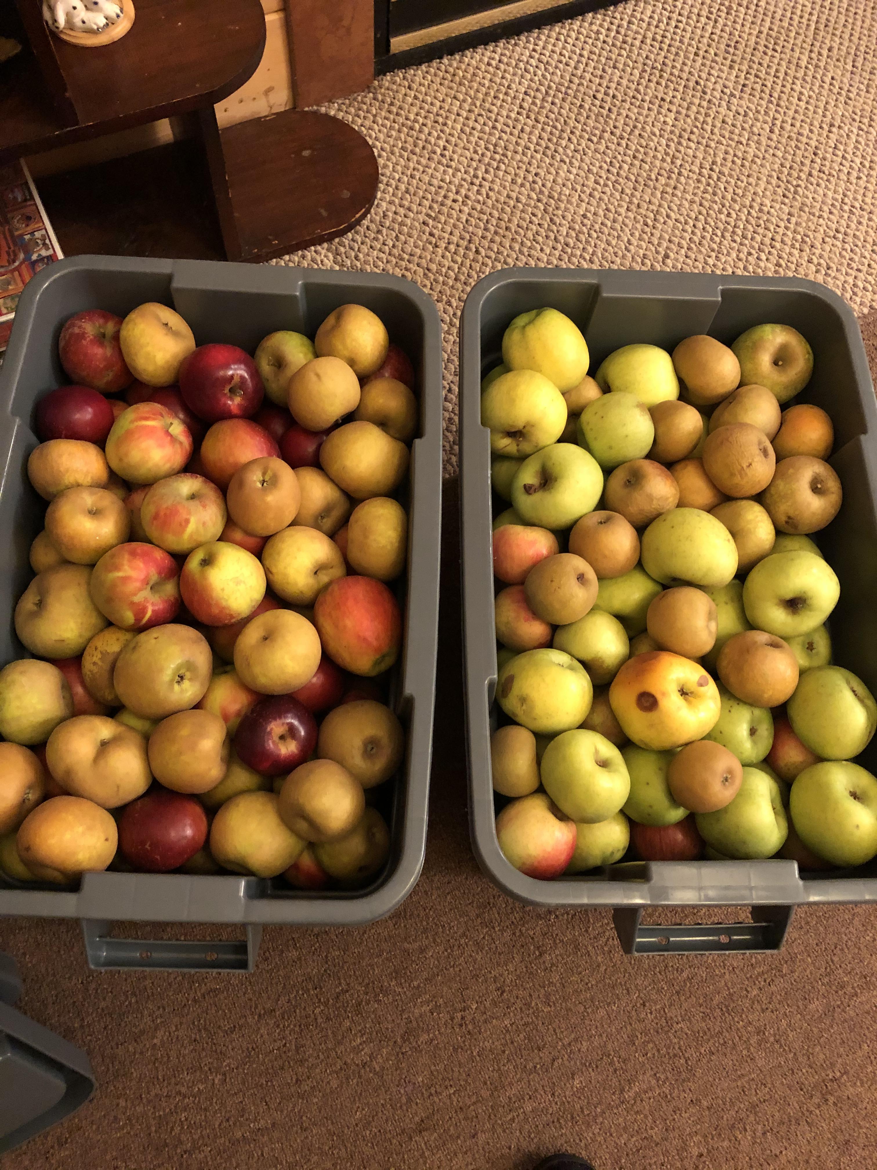 All Heirloom apples 160 lbs r/cider