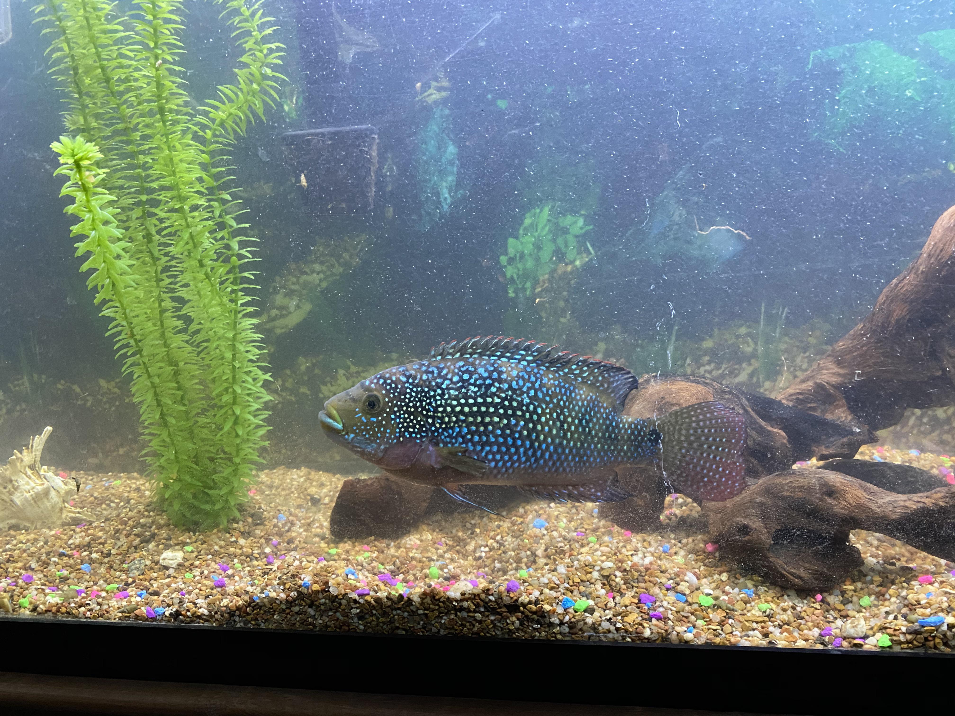 Is this a male or a female jack Dempsey? r/Fish