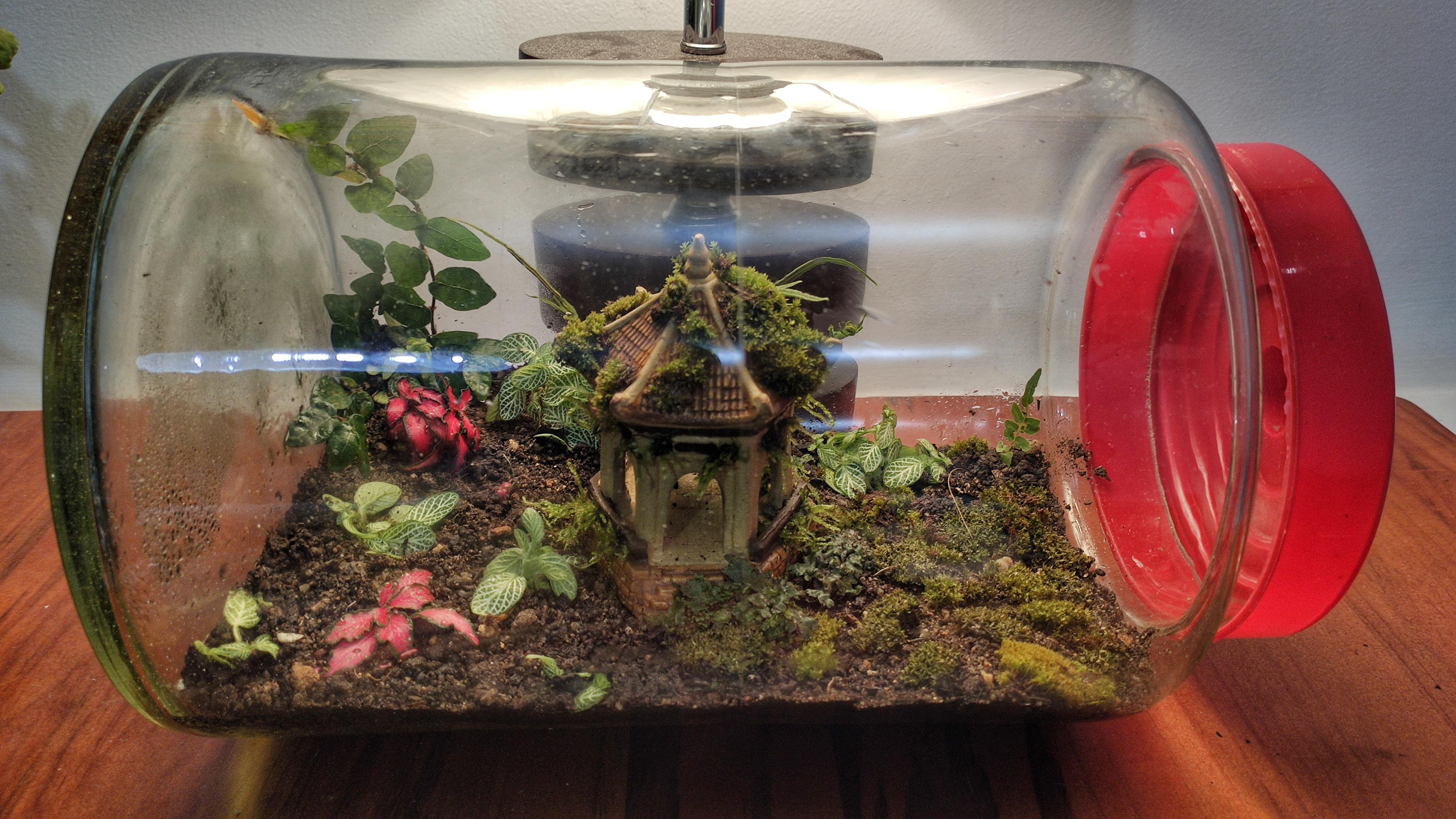My first terrarium. Day 1. r/terrariums