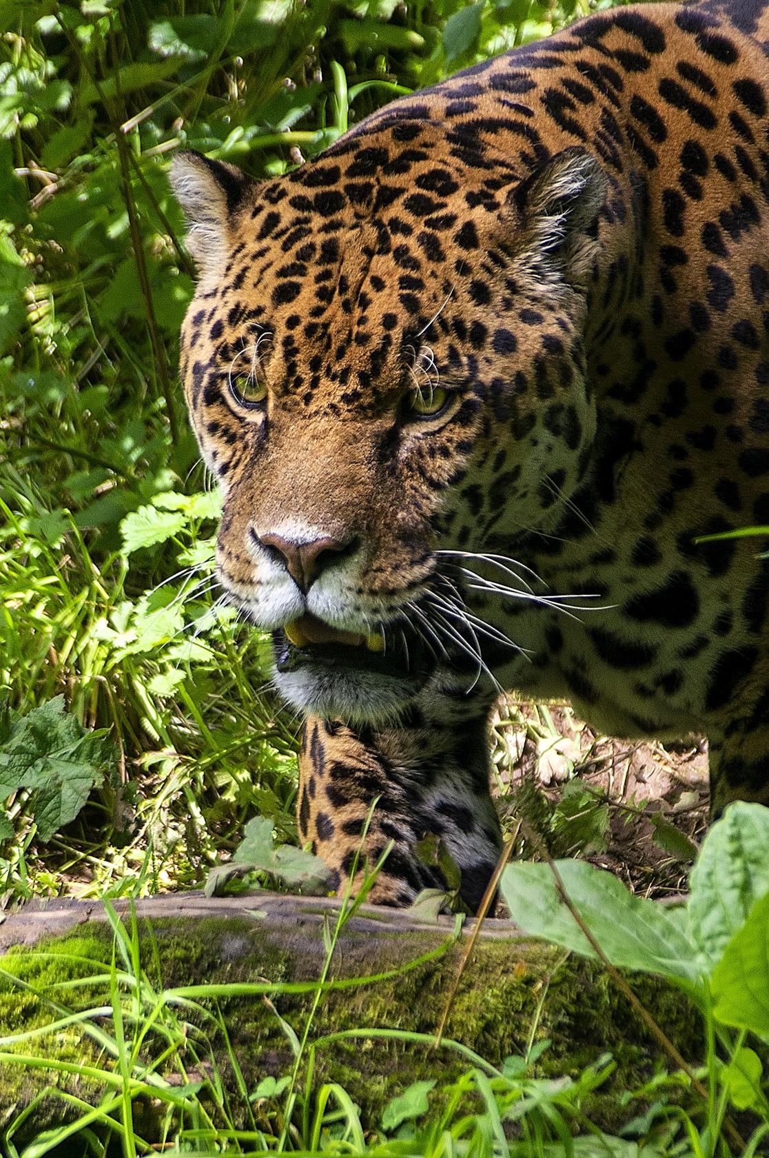 Feeding time at Dartmoor Zoo r/Jaguarland