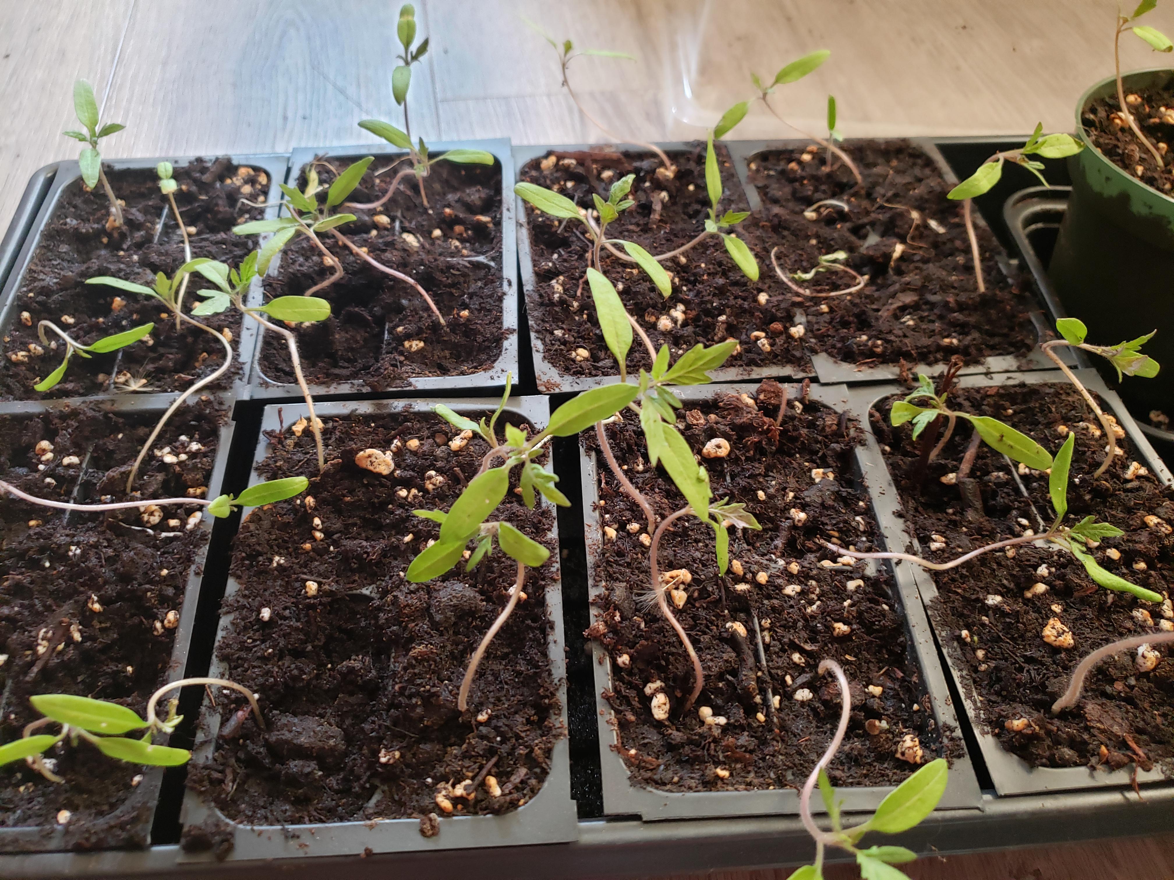 Why do my seedlings have no structural integrity? r/gardening