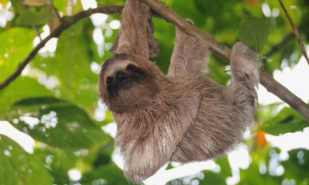 So cute sloths would make such a good pet r/aww