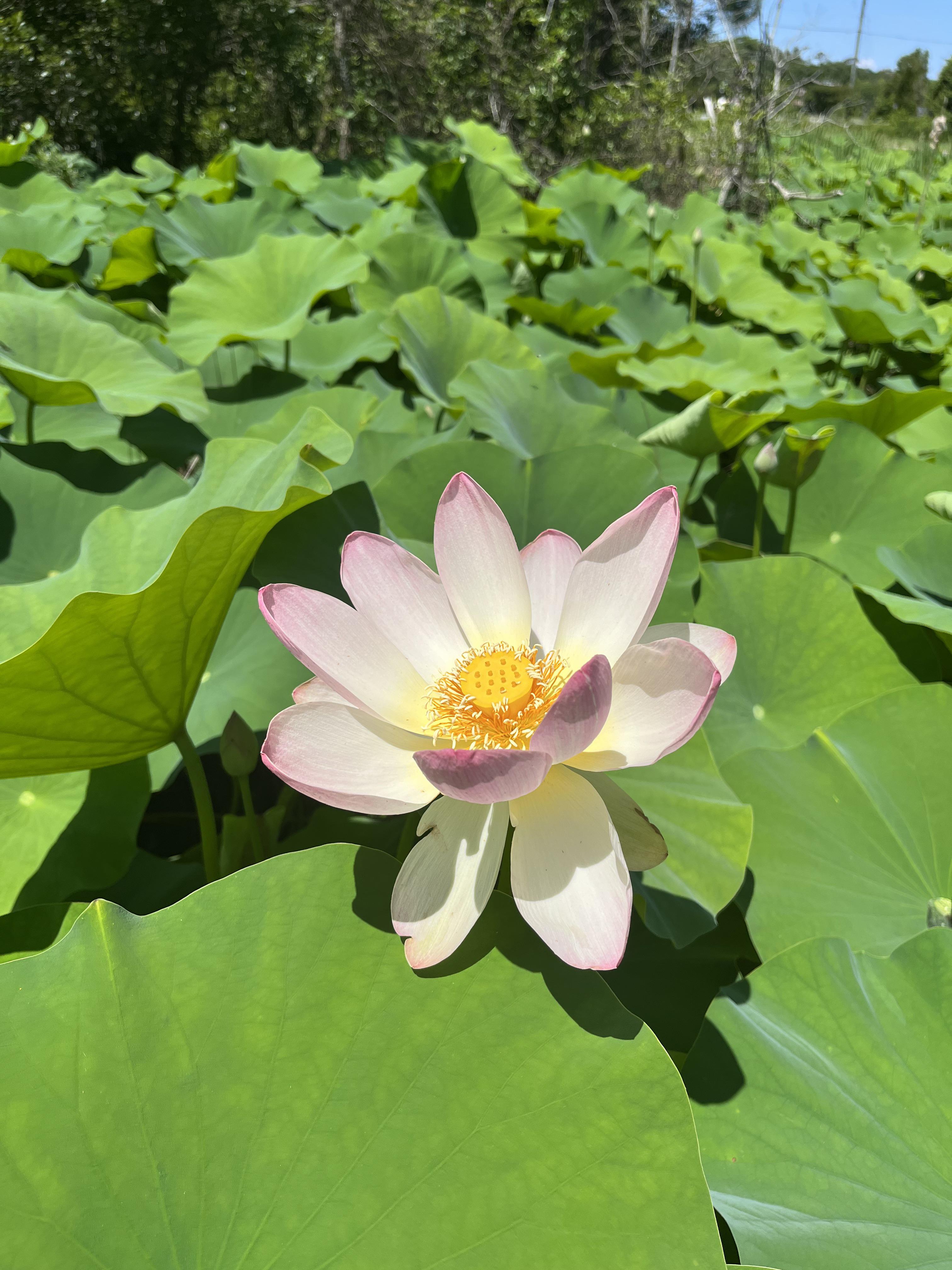 Lotus Flower Back Bay r/VirginiaBeach