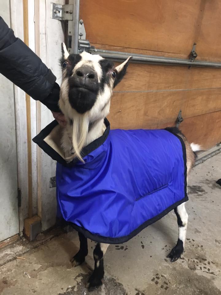 Barbara's new winter coat! Custom fit to keep her warm and milking