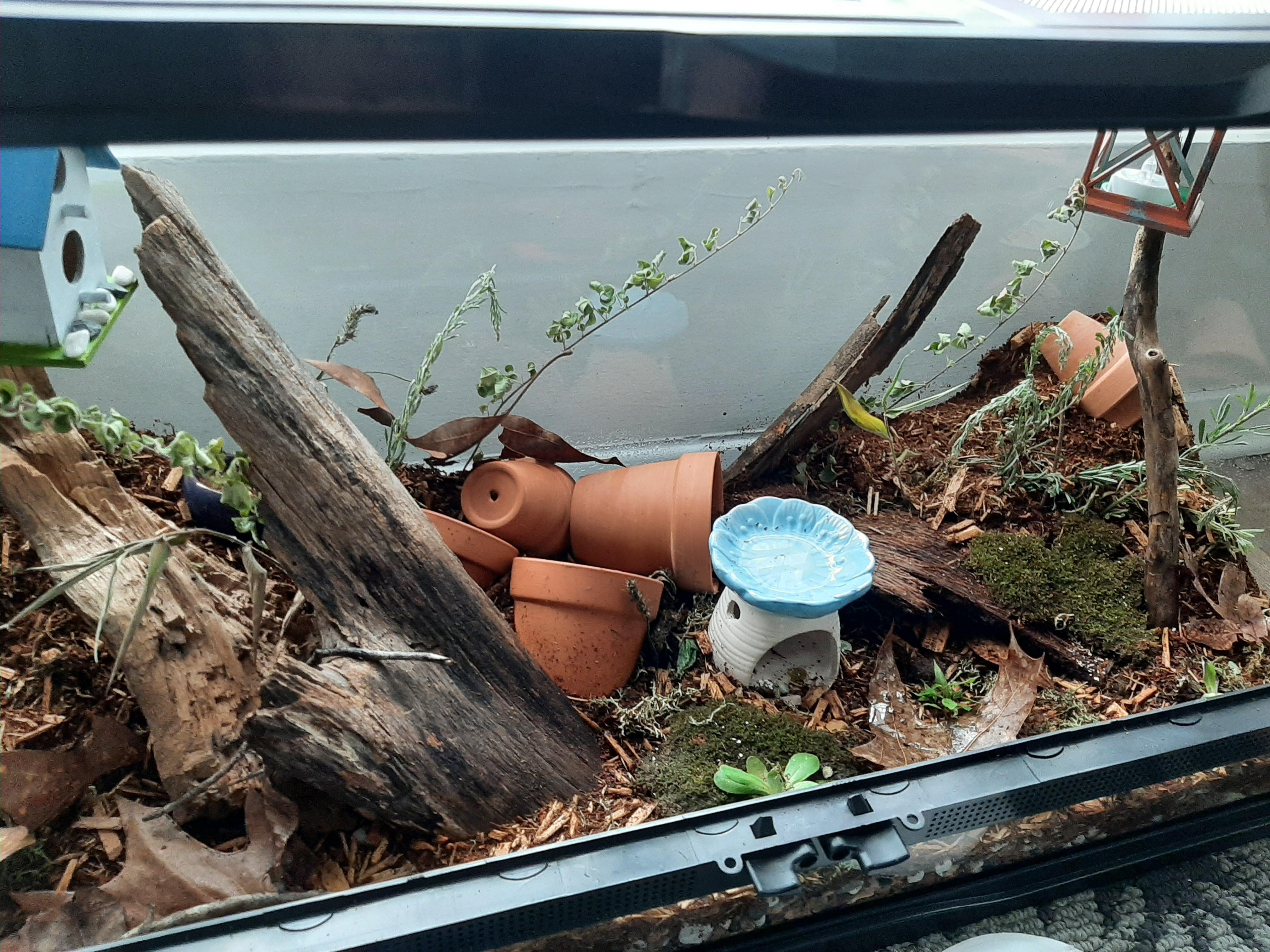 best/easiest moss in less humid vivarium? r/Vivarium