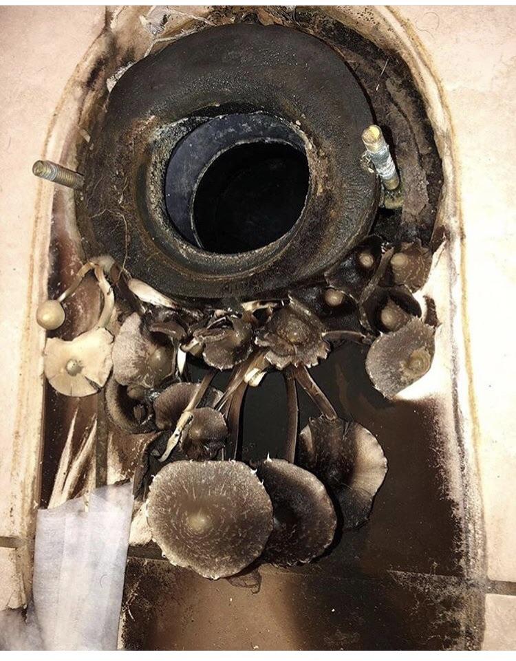 Took a toilet out and found mushrooms growing underneath it. What’s