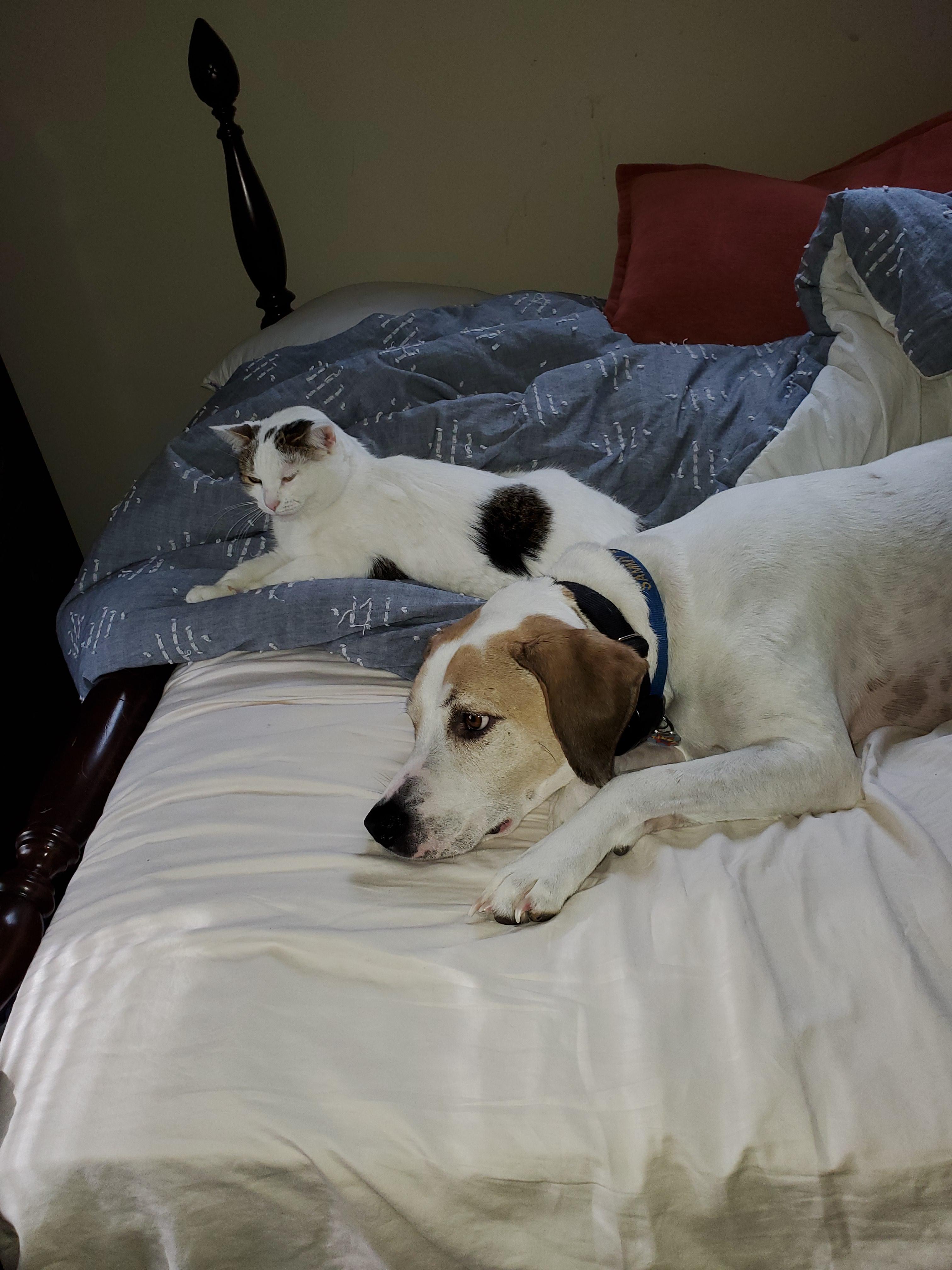 My cat and dog are friends, lets goooooooooo r/aww