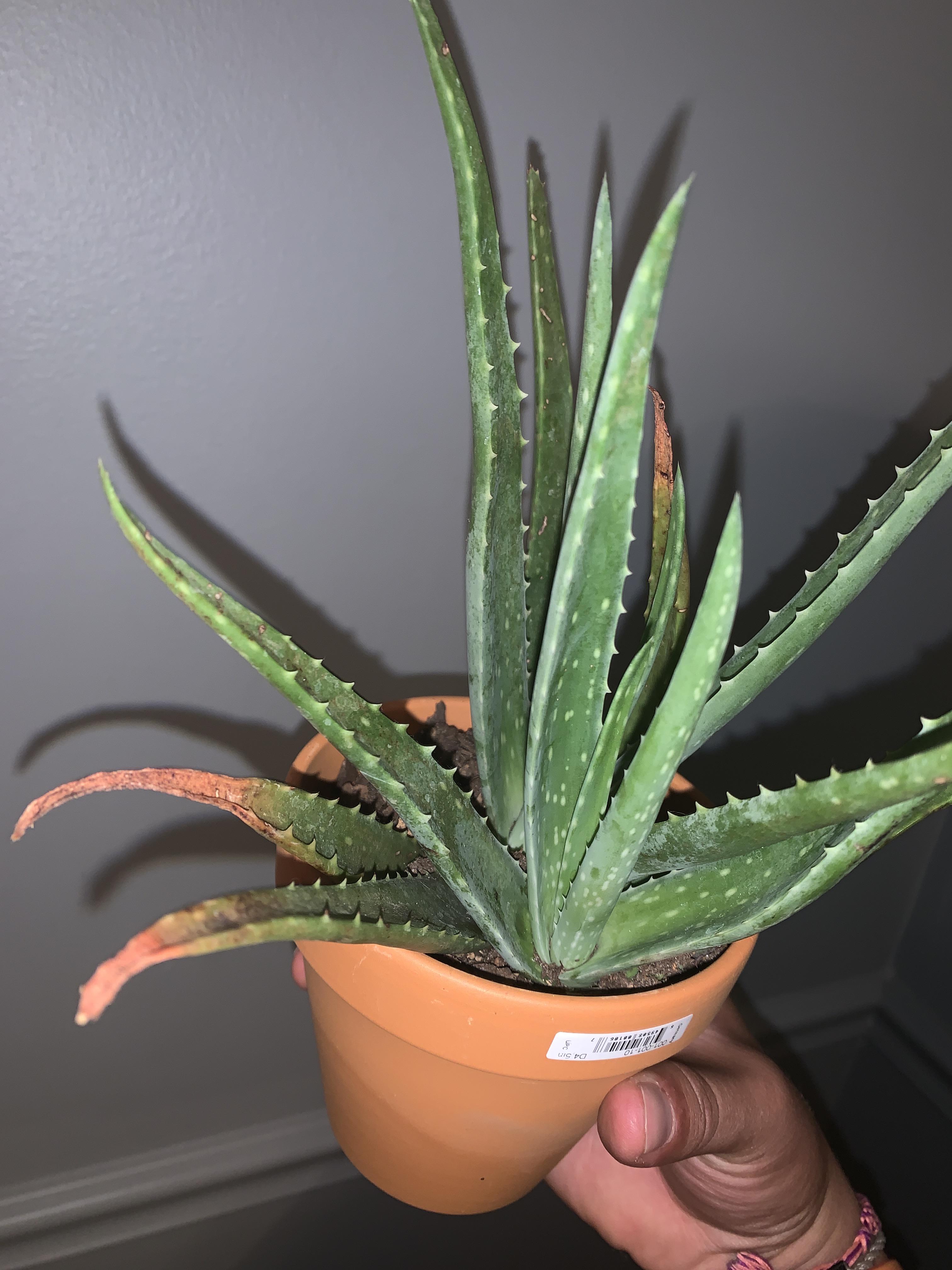 I posted this to the aloe Vera reddit but no one responded, can someone