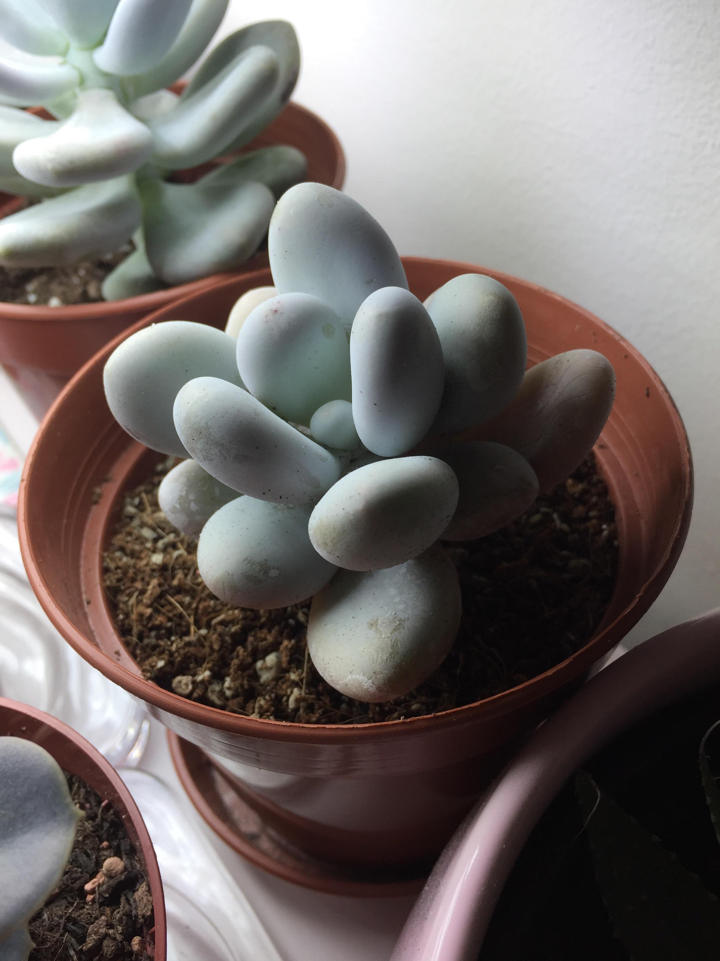 After a year of searching I found moonstones r/succulents