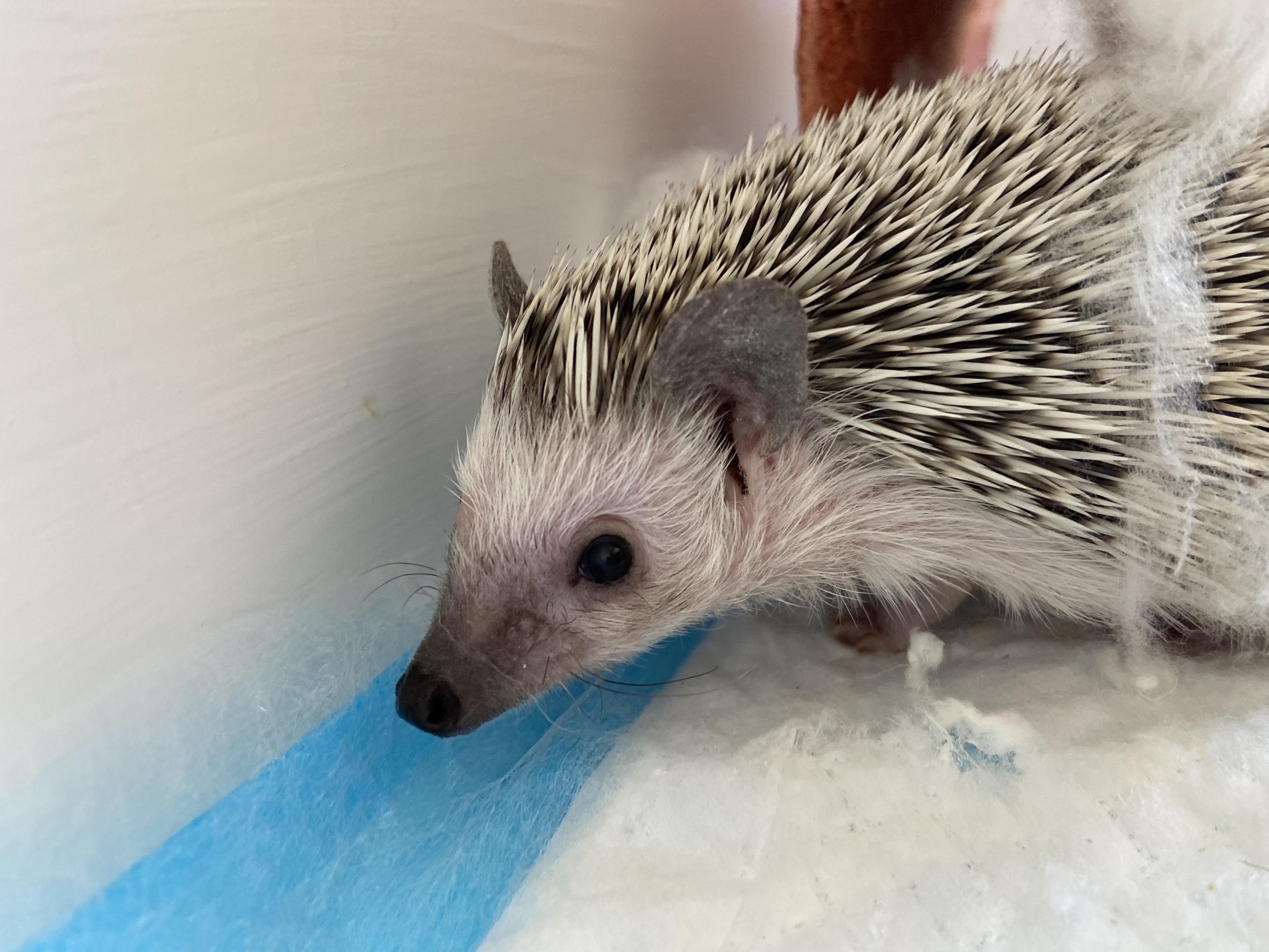 Does anyone else use yesterday’s news litter?? I just got it and my