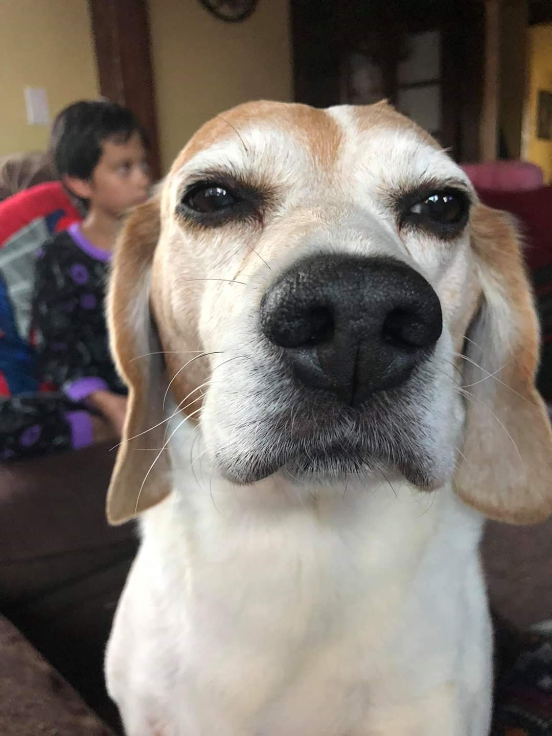 Boone the Beagle passed almost 2 month ago, age 14. We