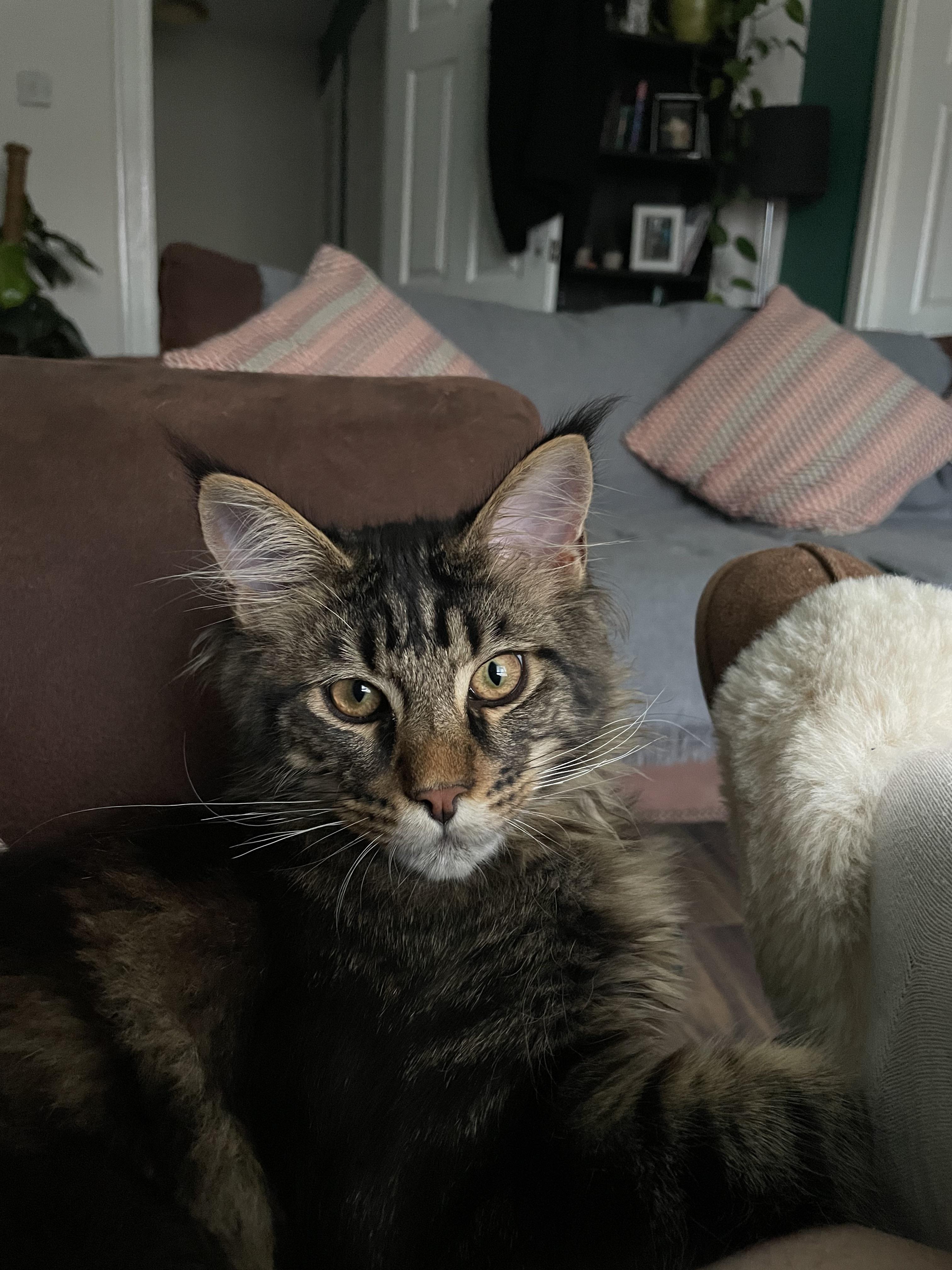 maine coon kitten feeding requirements? r/mainecoons