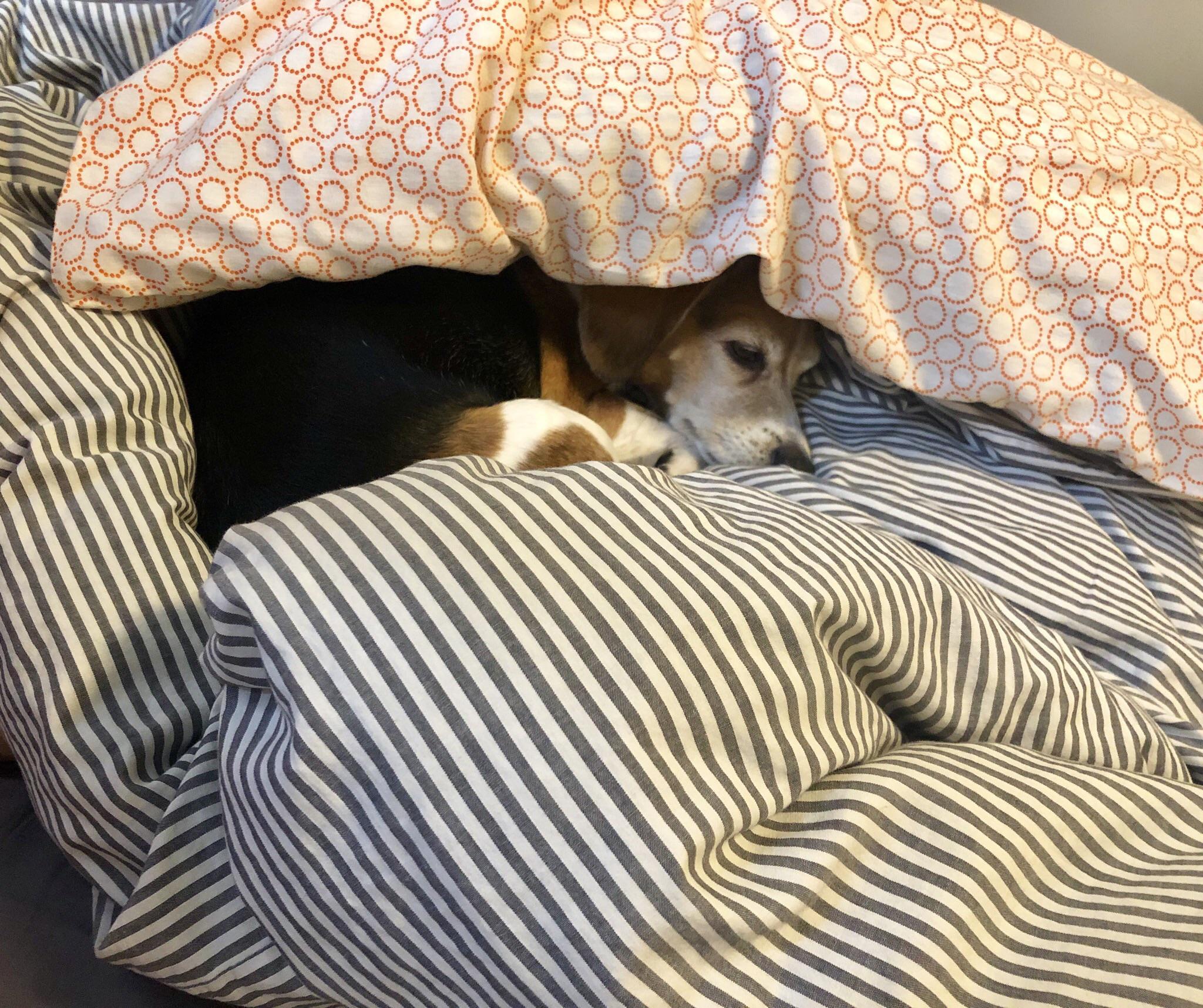 How often do you find your beagle in a beagle nest? r/beagle