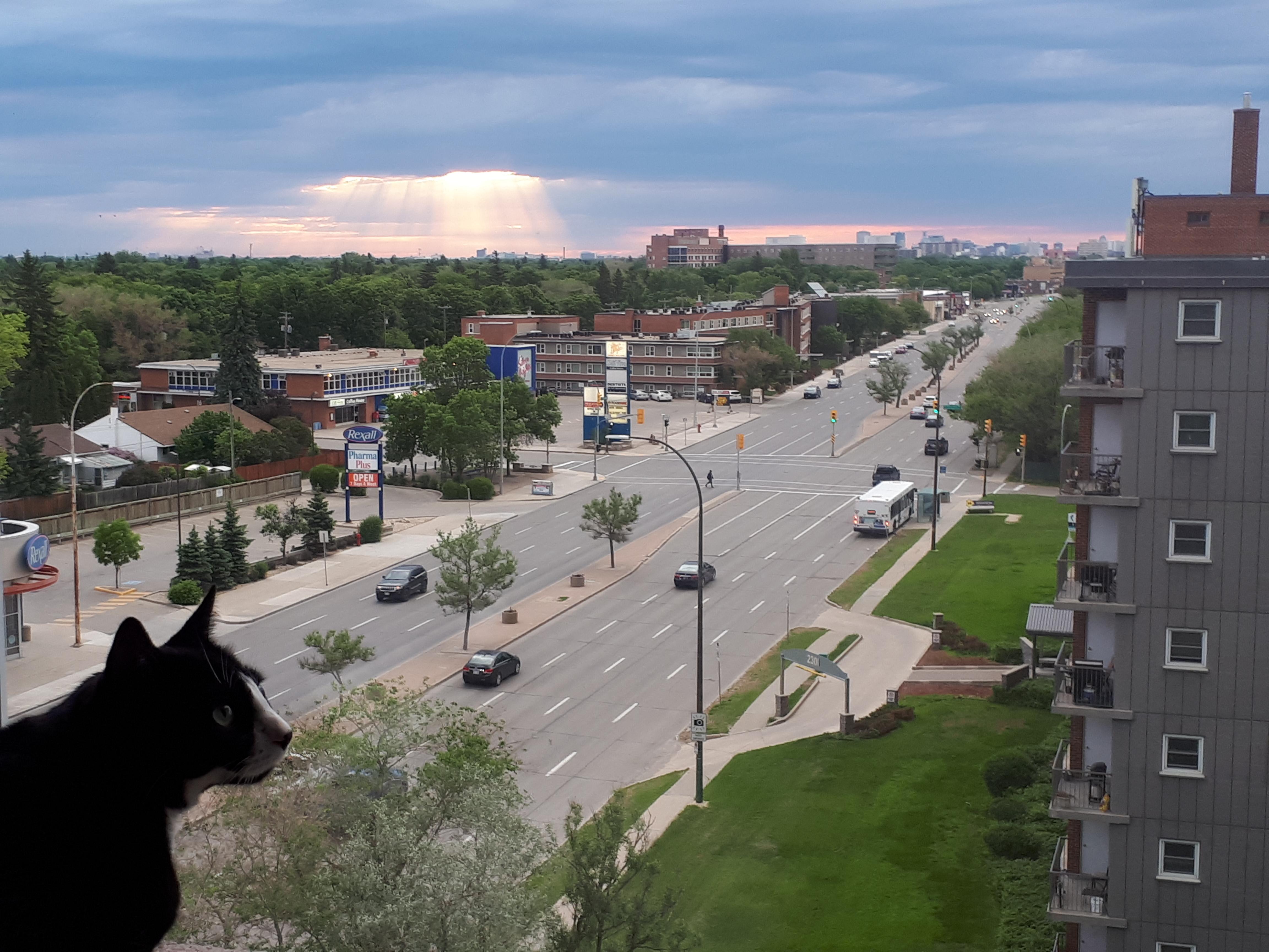 The sun shines down on the North End. And my cat r/Winnipeg