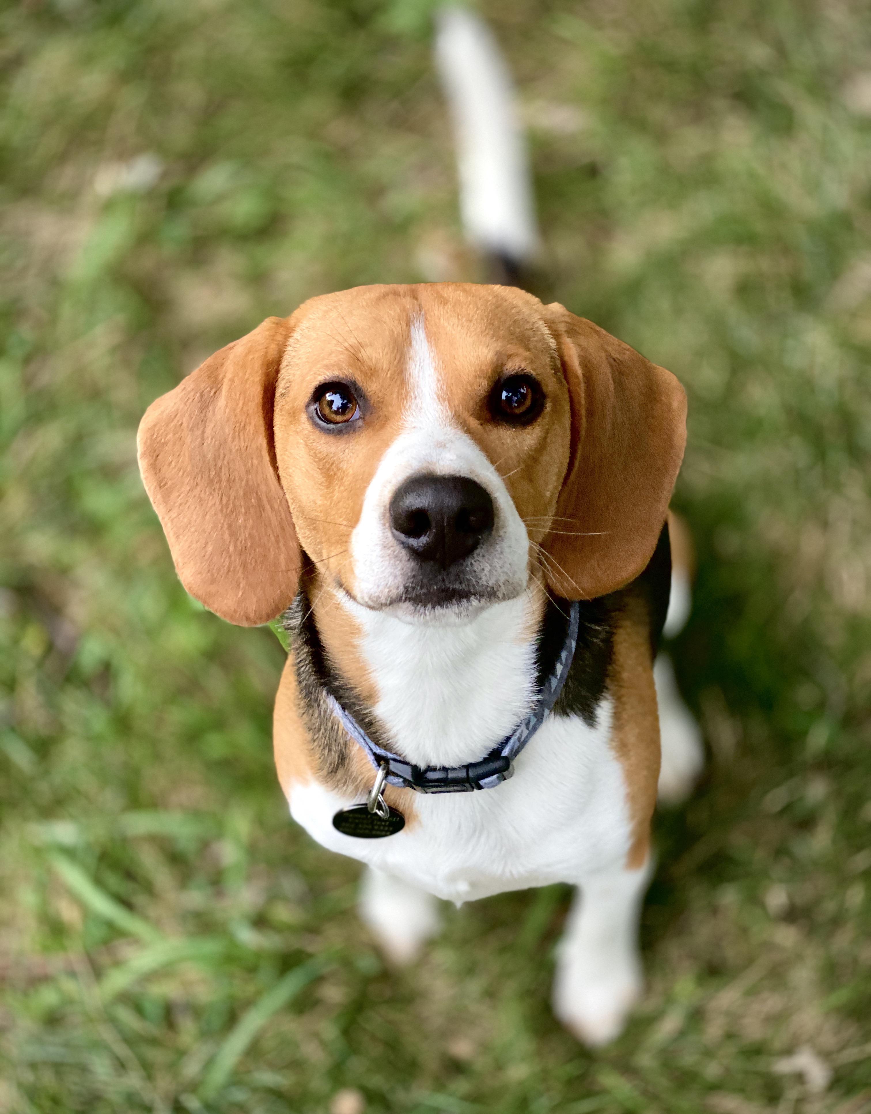 The face of a good boy, the attitude of a beagle. beagle