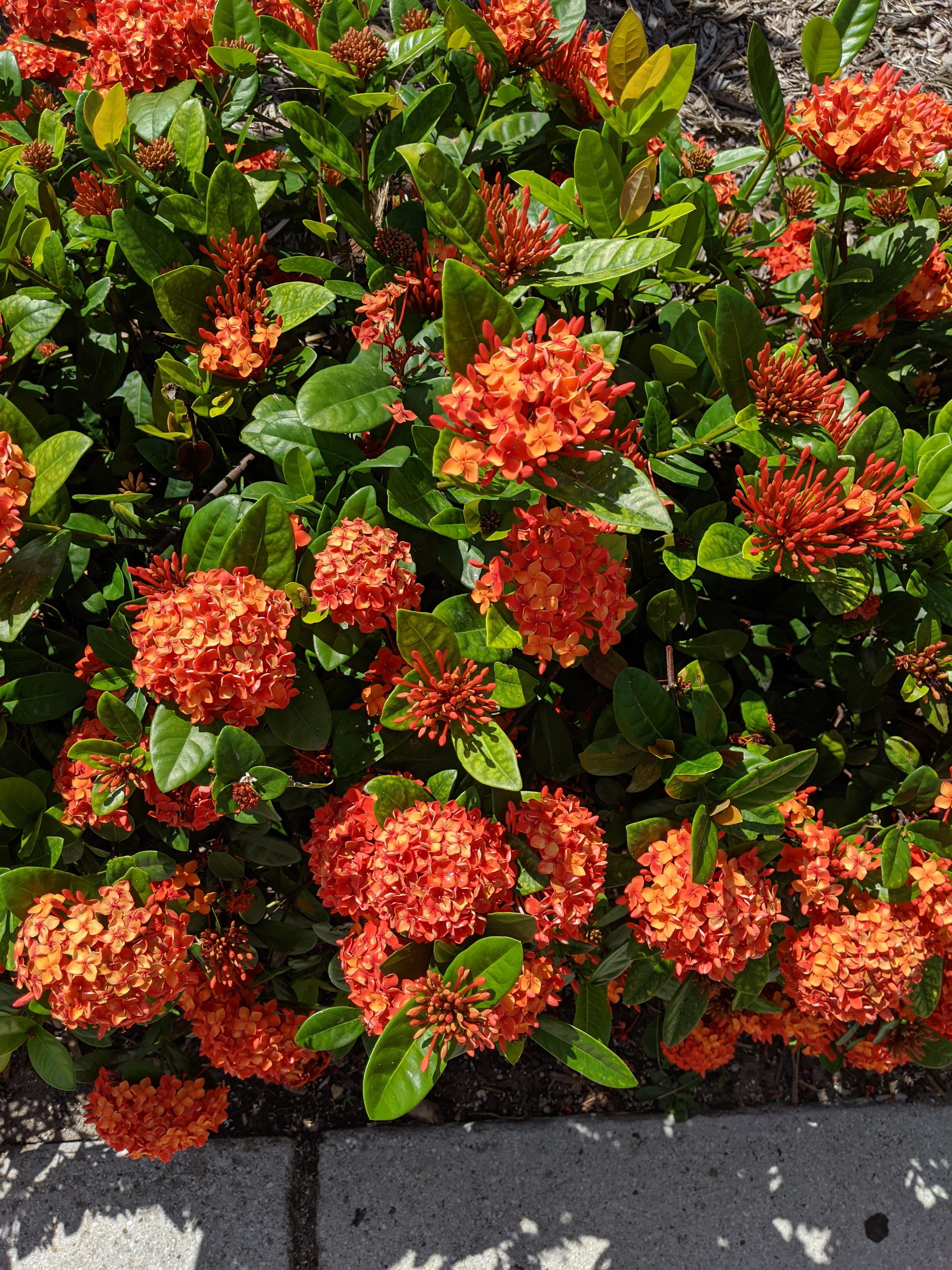 Landscaping shrub in Rockport, Texas. What is it, I want it!? r