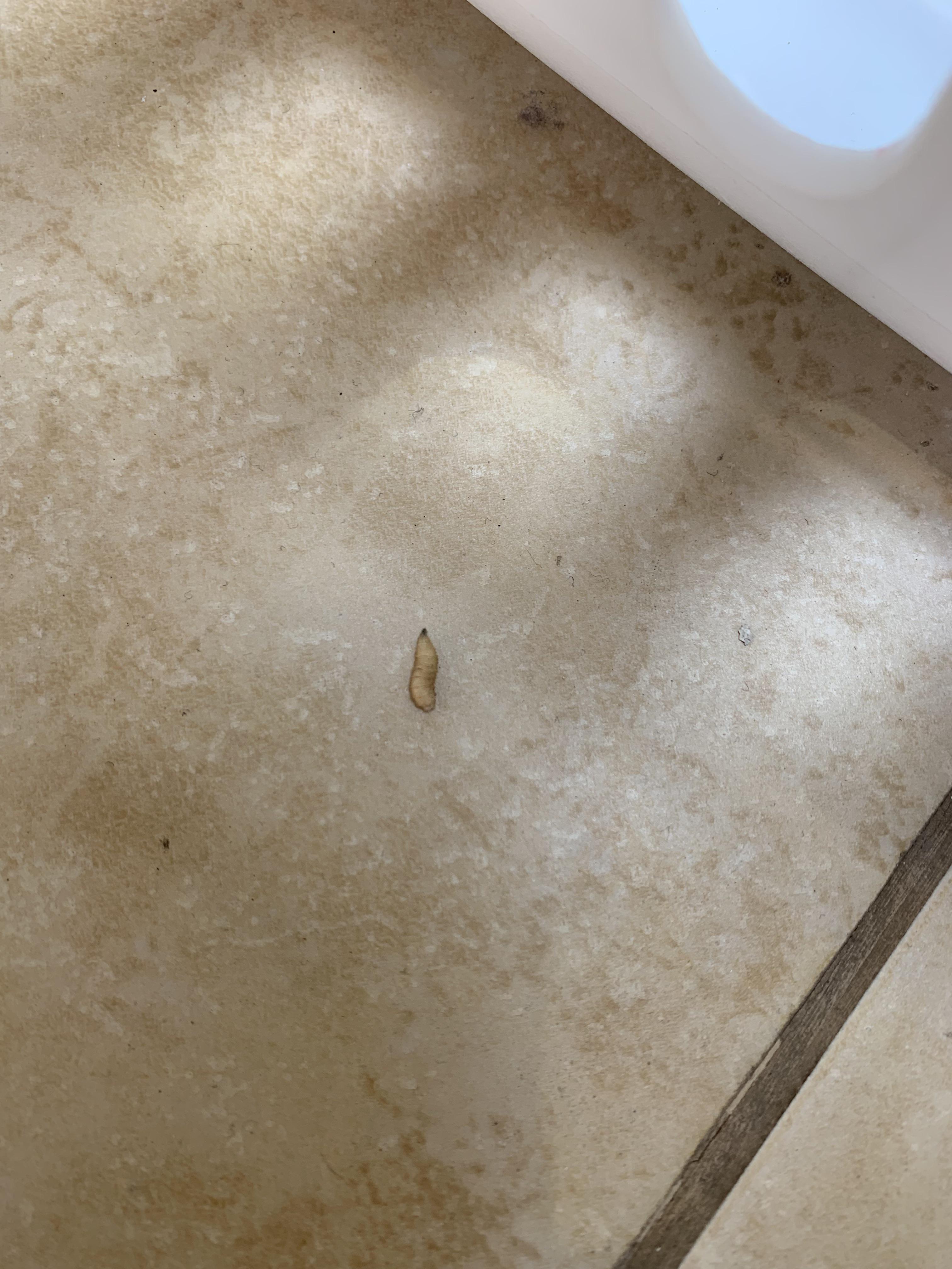 Is this a maggot of some sort? I found it in my bathroom/laundry in