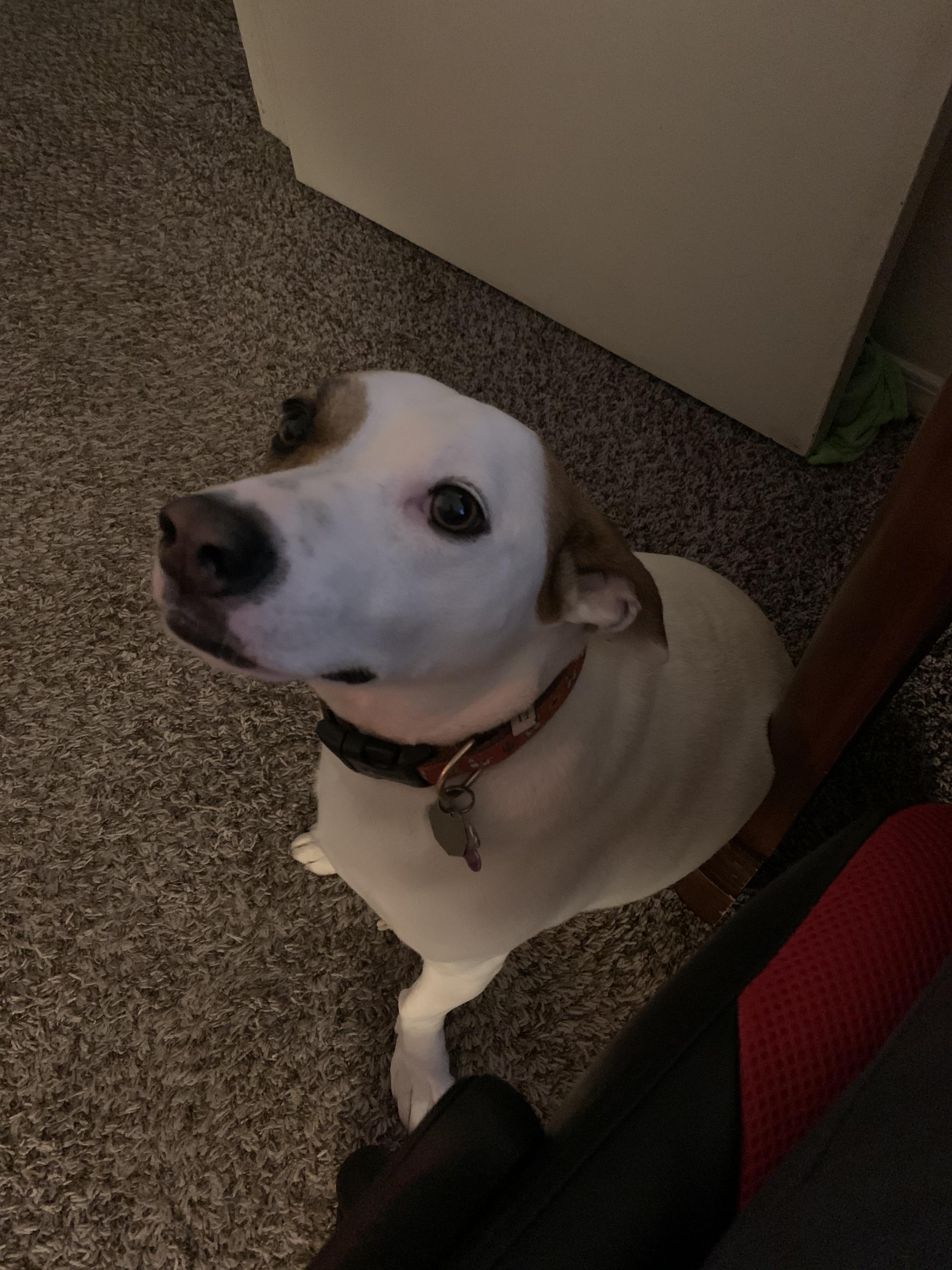 The face he gave me after I found him eating cat poop from the litter