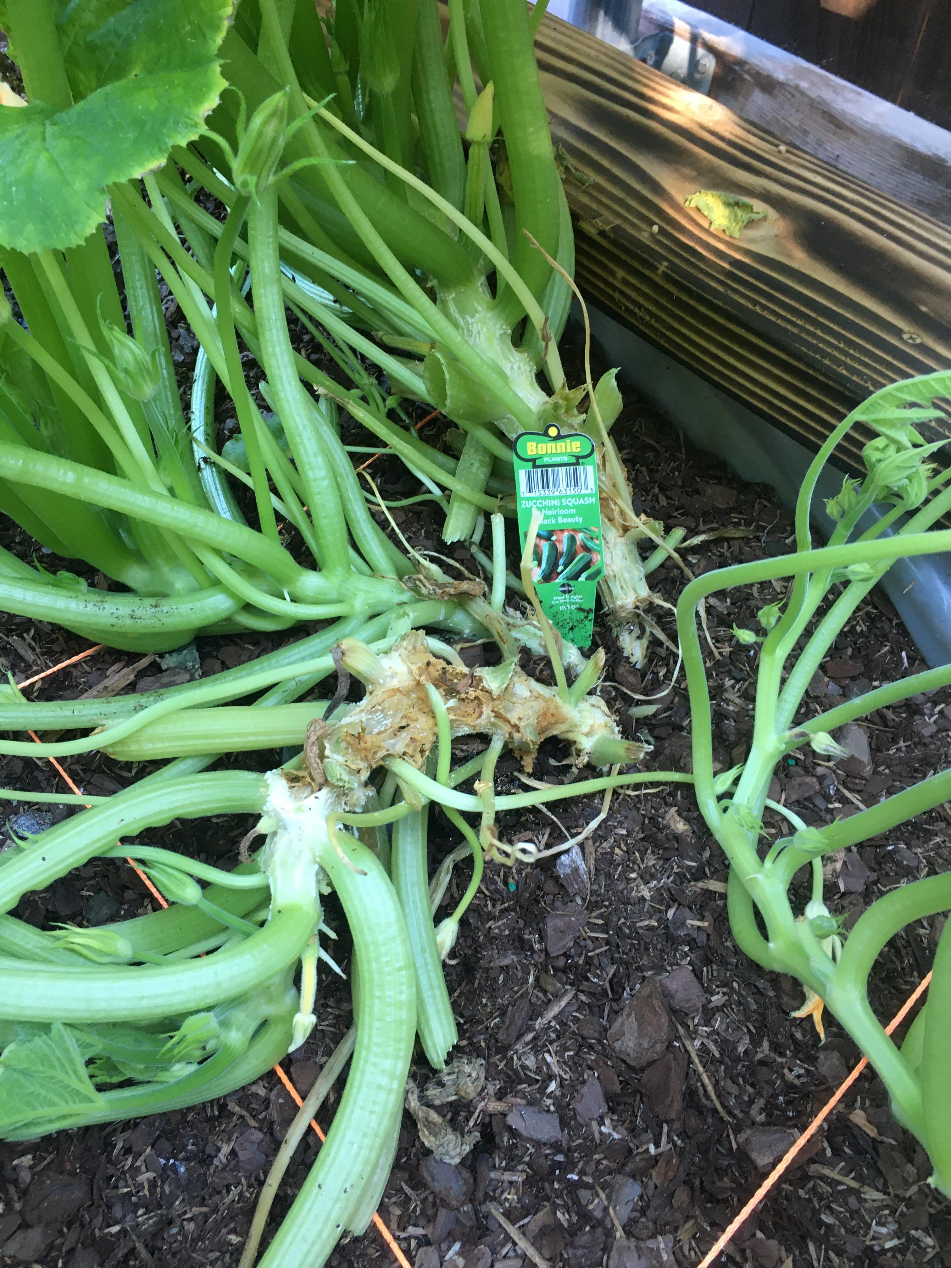 What’s eating my zucchini stalk? Can it be saved and will it eat my