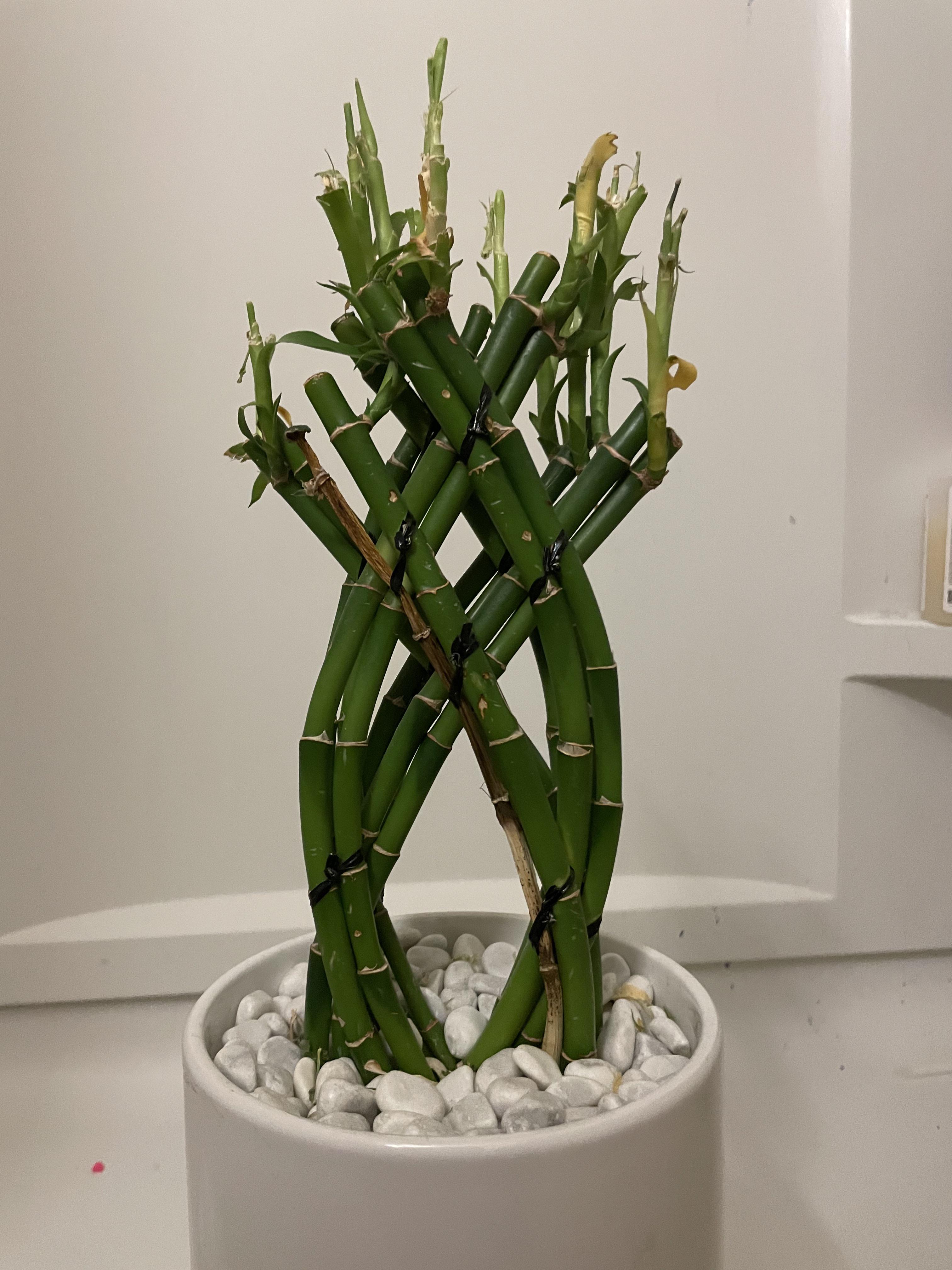 Cat ate my bamboo. I was wondering if there was a way to save the brown