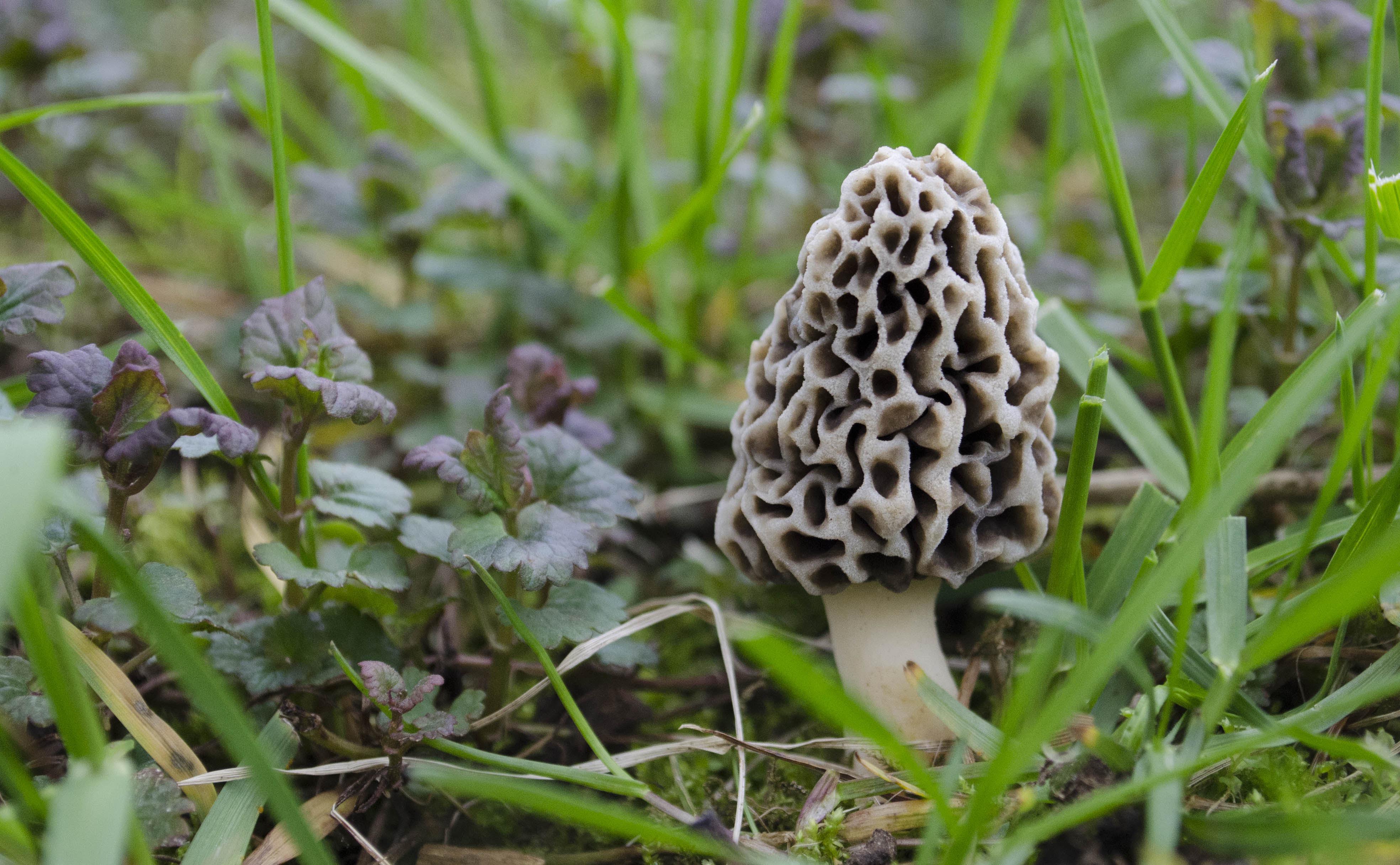 Had a bunch of morels under my apple tree last spring, but they didn’t