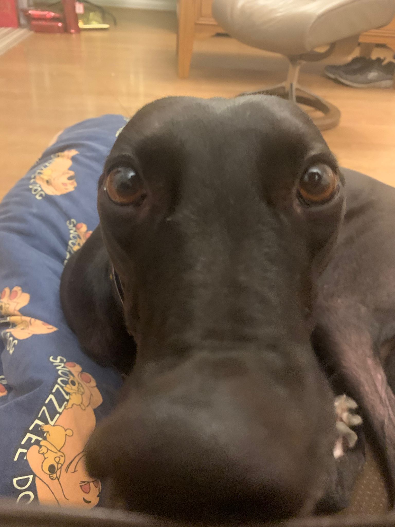 Interesting angle of my Annie Licking the Leather Sofa. r/Greyhounds