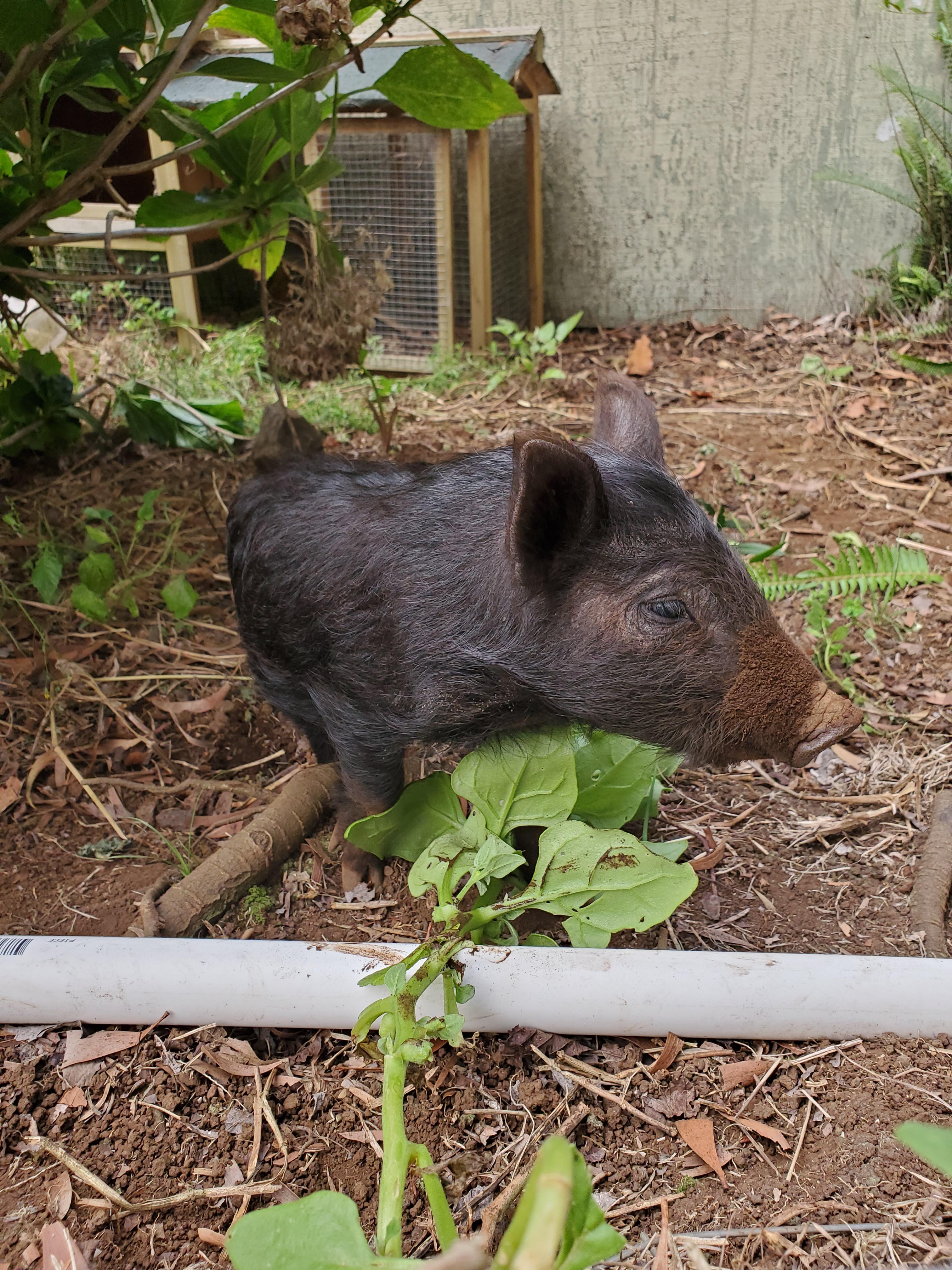Just got our first pig! Meet Nugget the rescued wild piglet. I'd love any tips or insight ) r