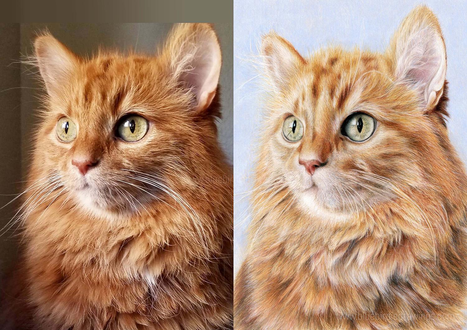 Reference photo vs drawing (right). Cat portrait made by me with