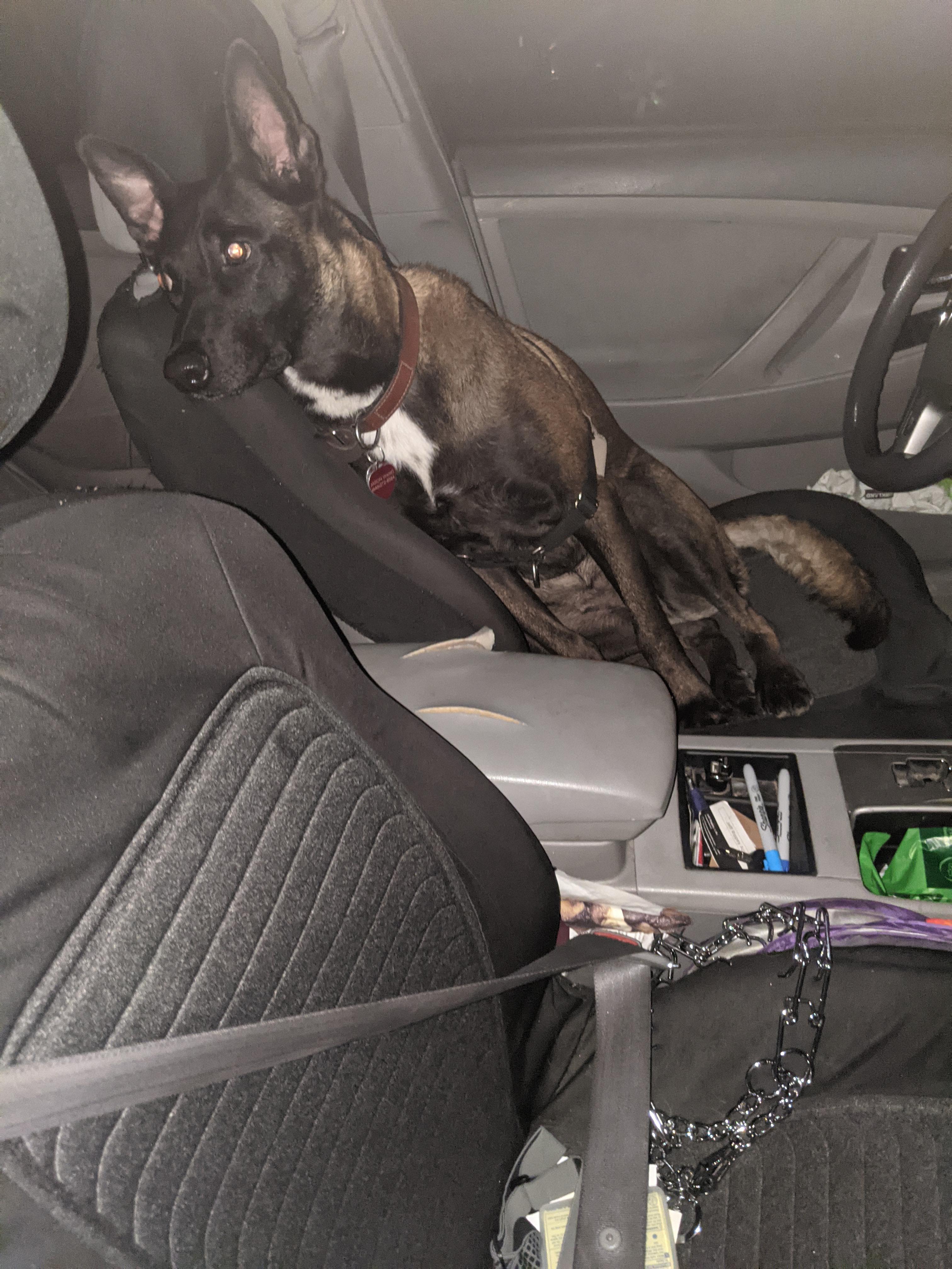 Are you missing this dog? Stuck in car by Seward coop r/Minneapolis