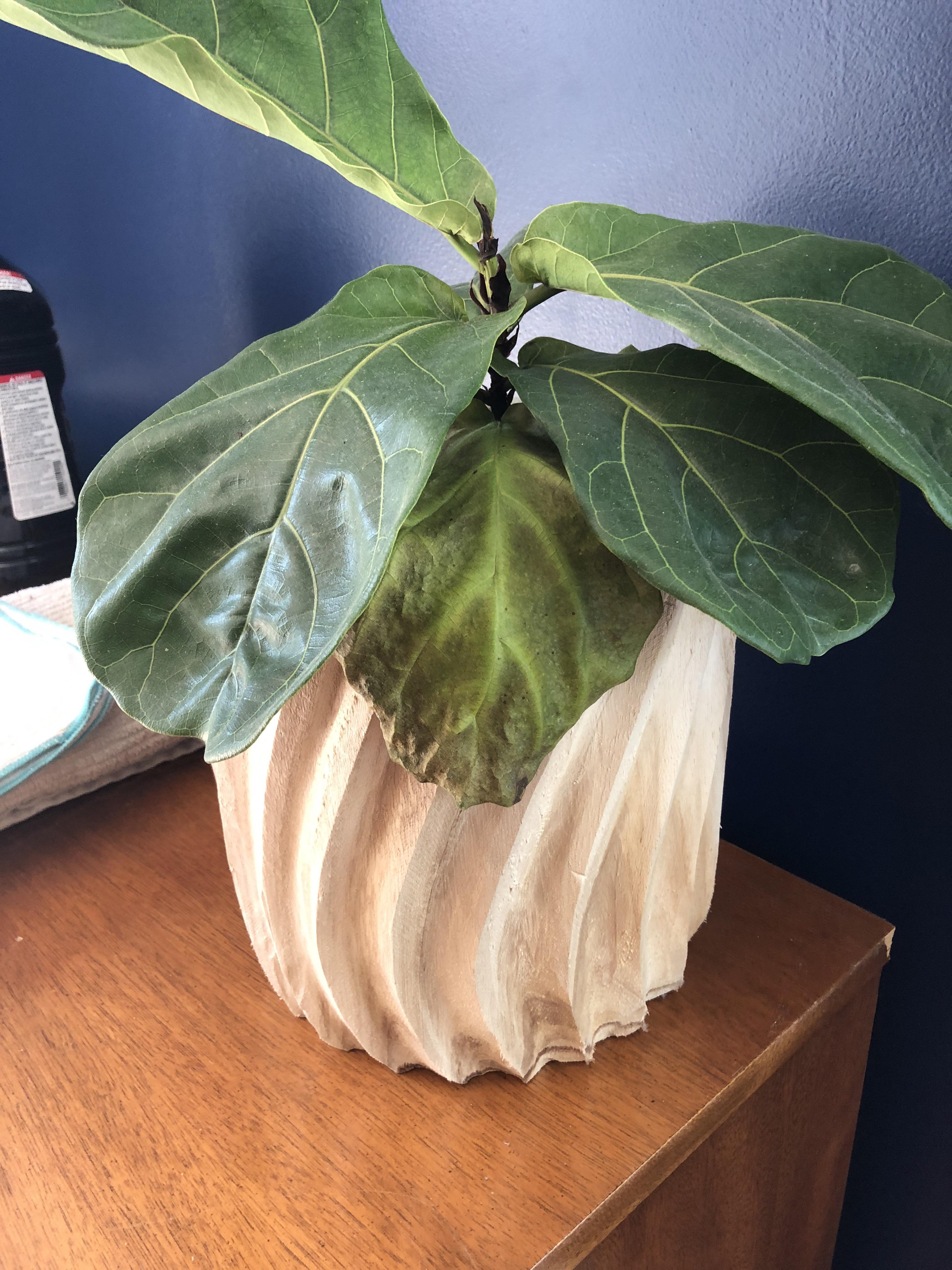 Why is my Fiddle Leaf unhappy? I water once a week, lots of indirect